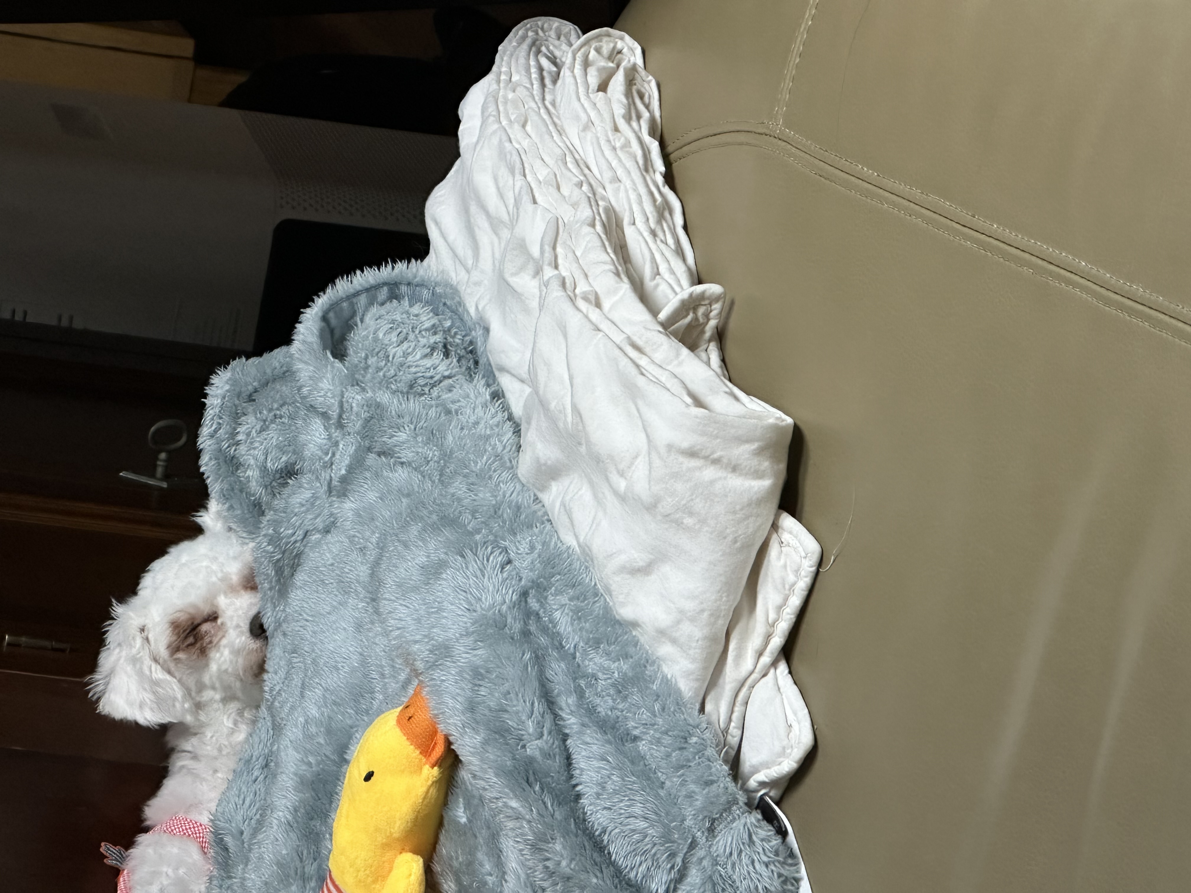 캔디(입양전 이름:마요)