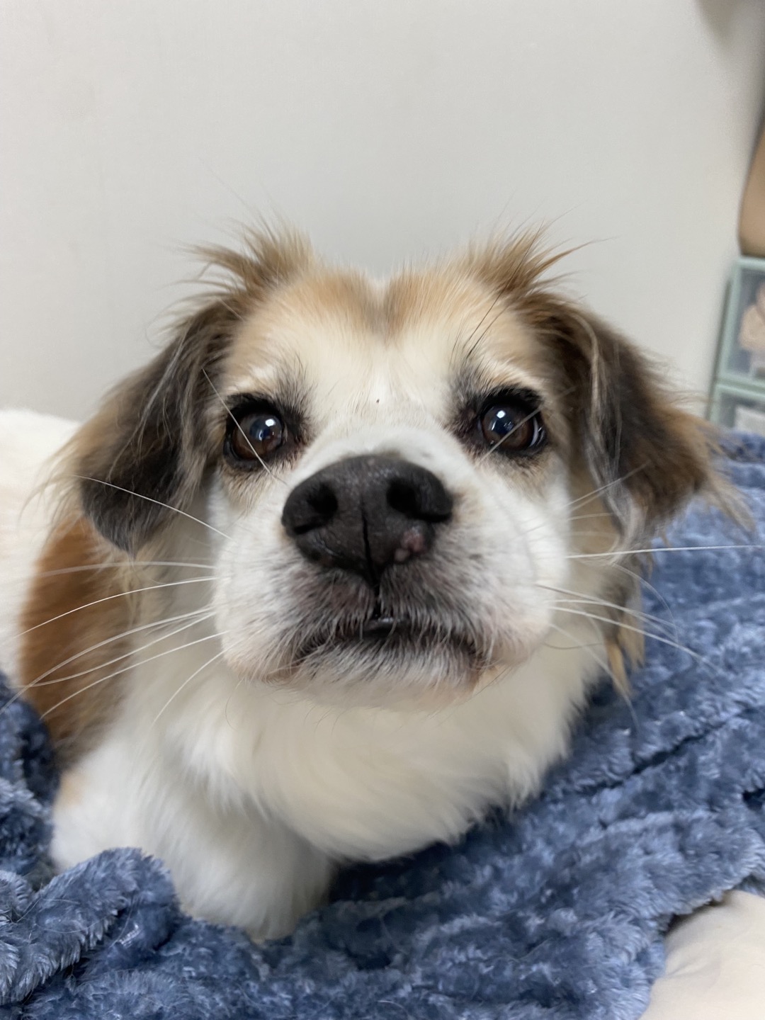 리아 임시보호 한달차 입니다~