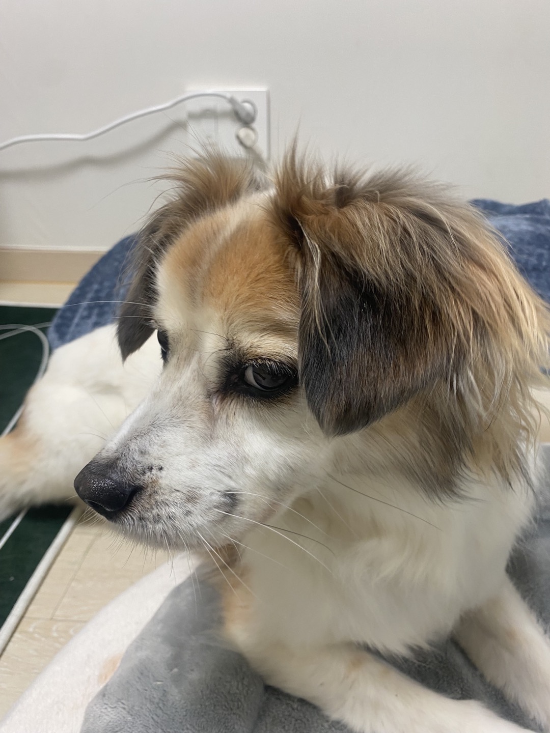 리아 임시보호 한달차 입니다~