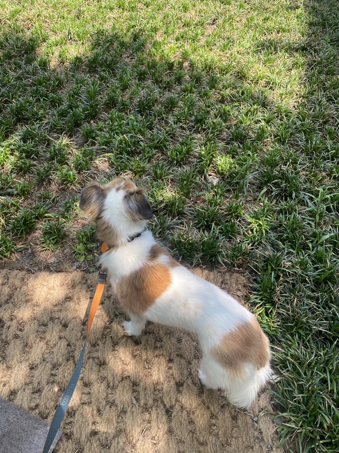 리아 임시보호 한달차 입니다~