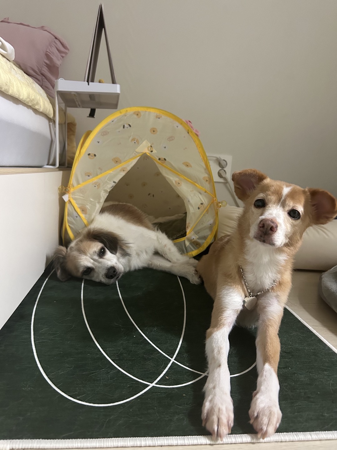 리아 임시보호 한달차 입니다~