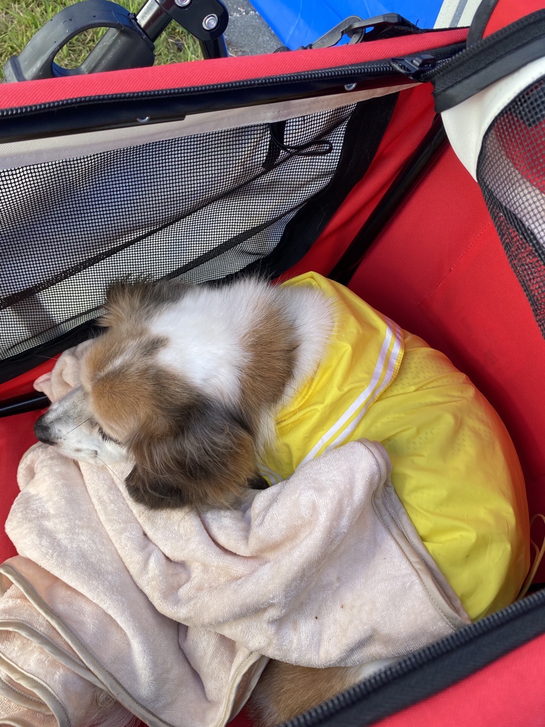 리아 임시보호 한달차 입니다~