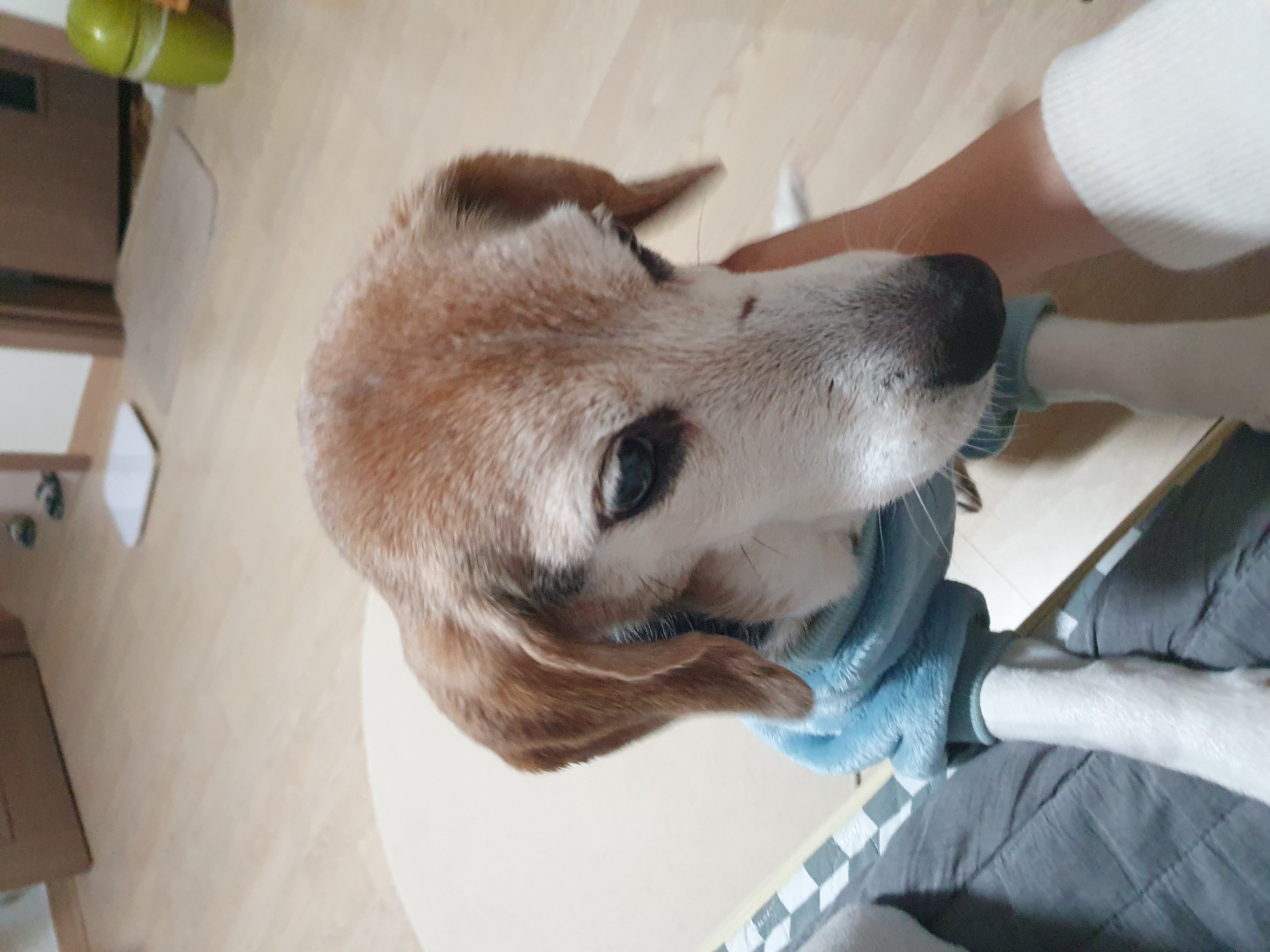 미키(루키아)의 8주년