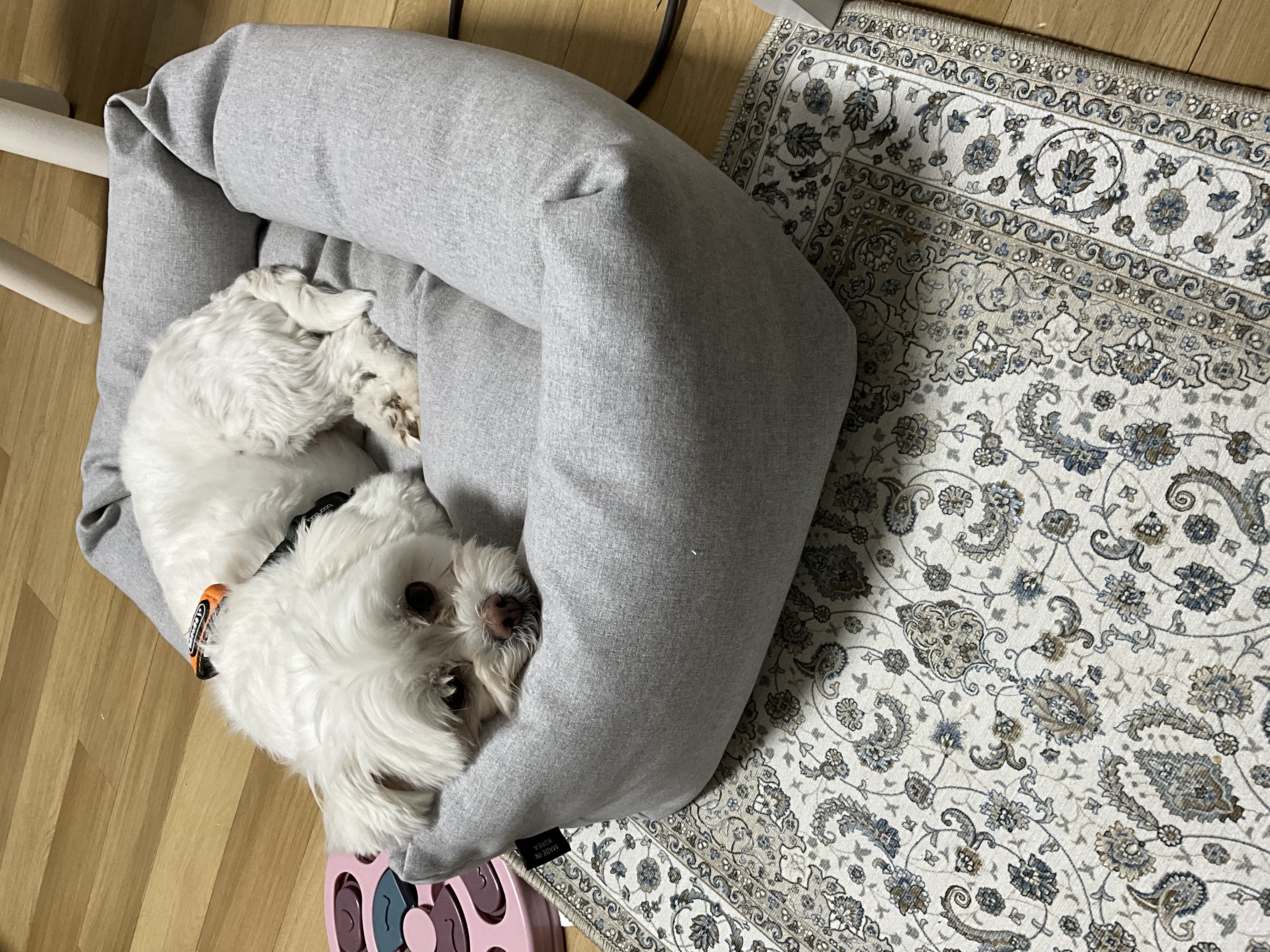 구,순무 현, 뚠이 한달 입양 입니다 