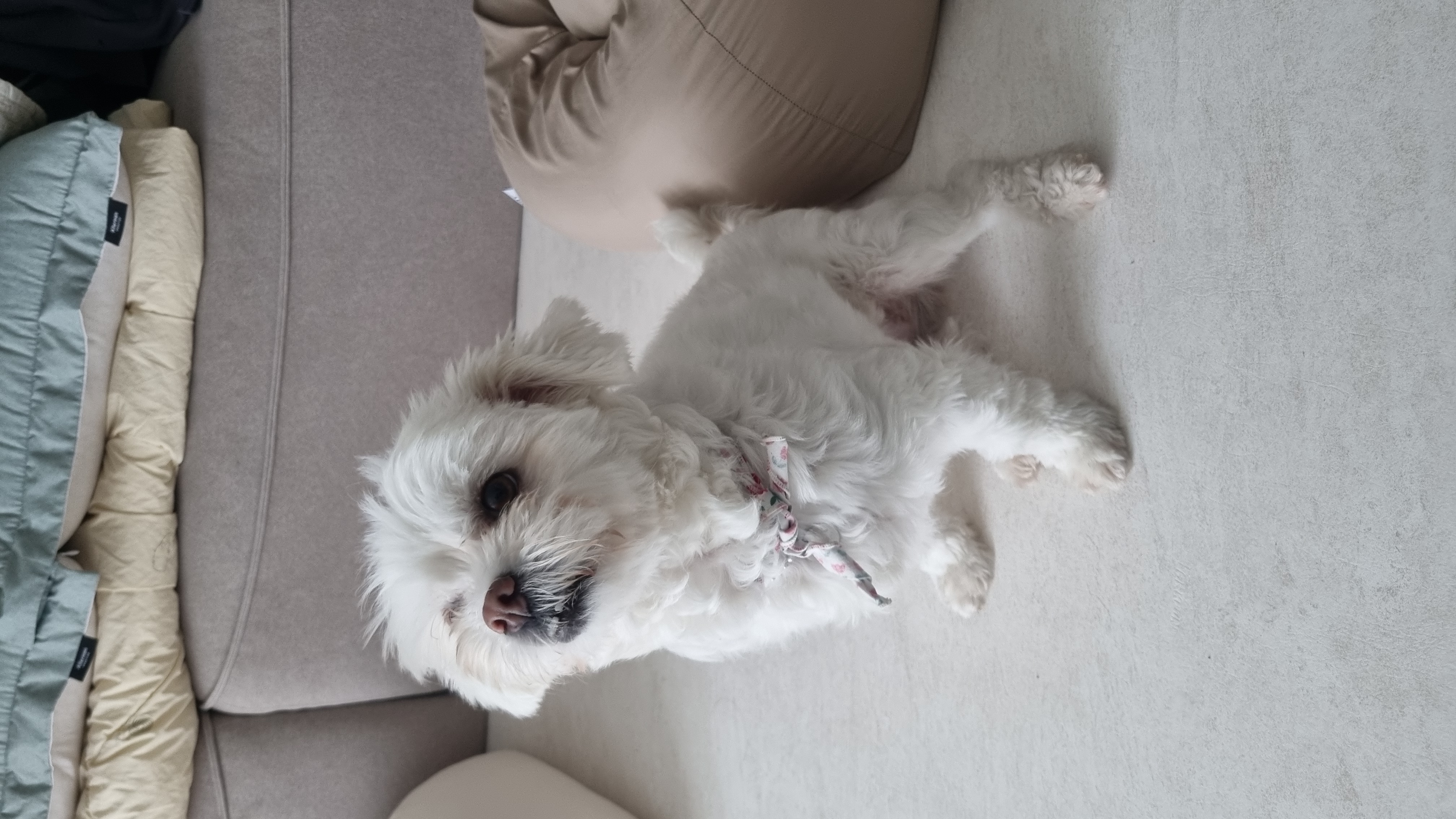 구,순무 현, 뚠이 한달 입양 입니다 