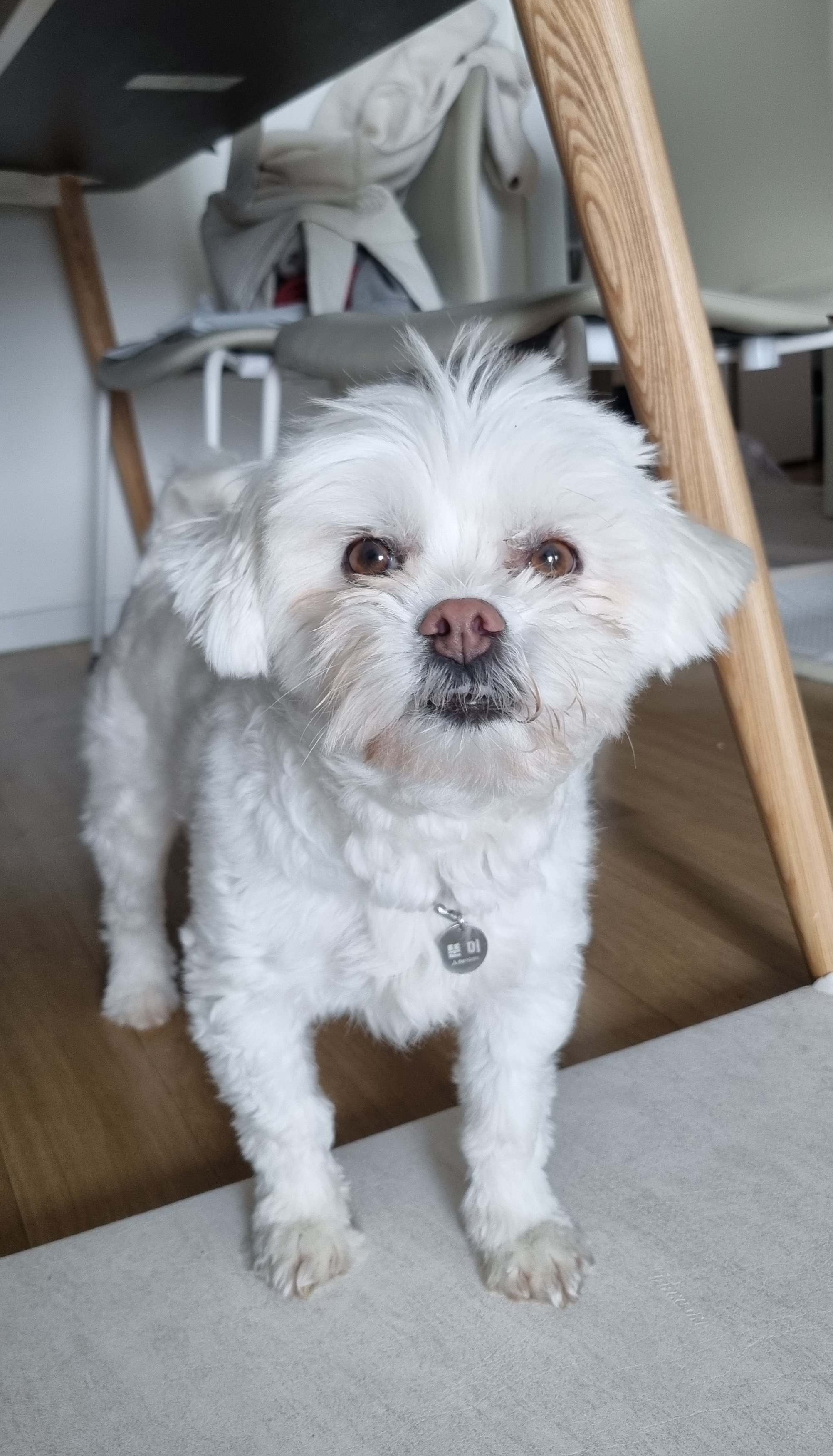구,순무 현, 뚠이 한달 입양 입니다 