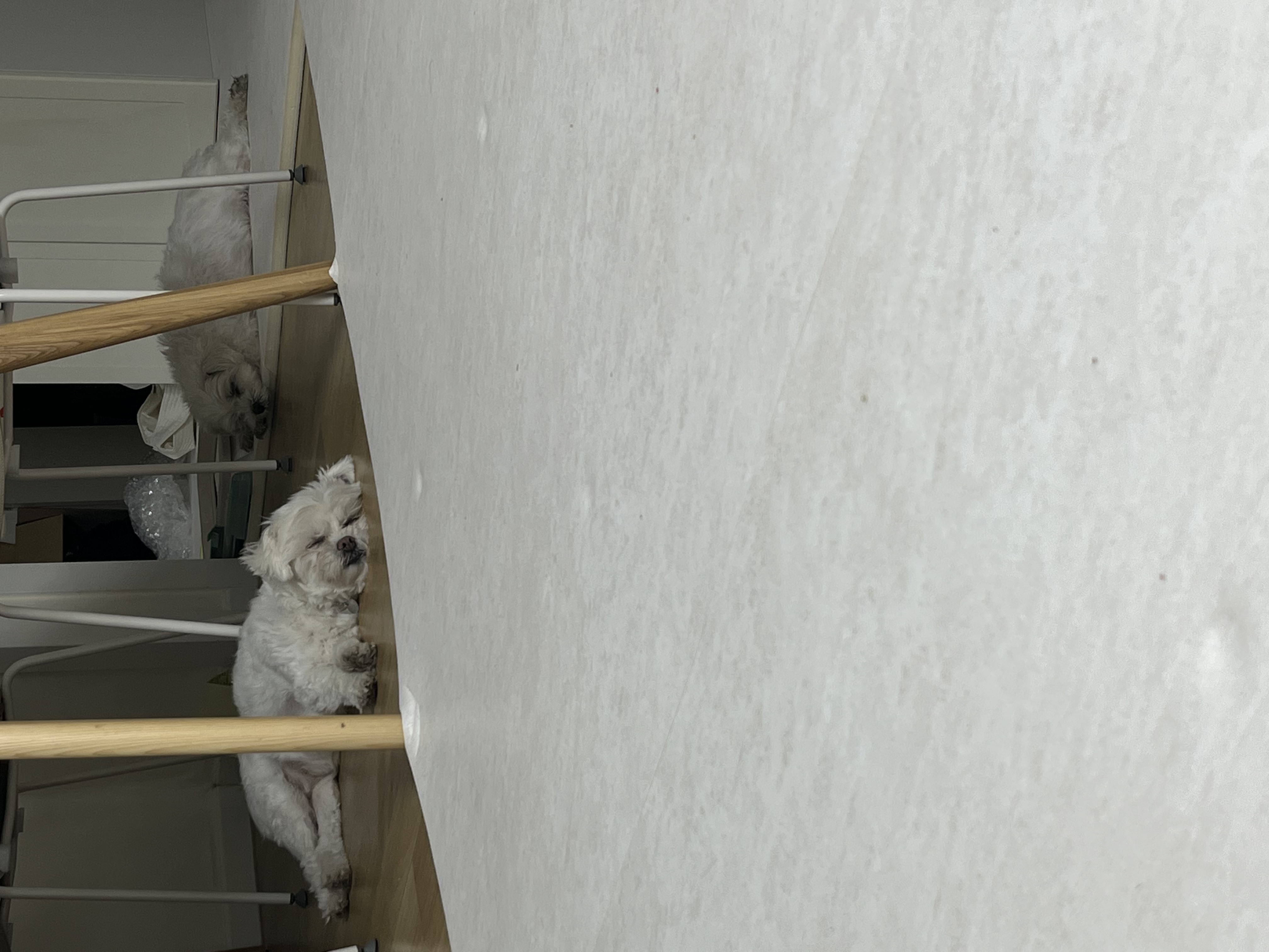 구,순무 현, 뚠이 한달 입양 입니다 