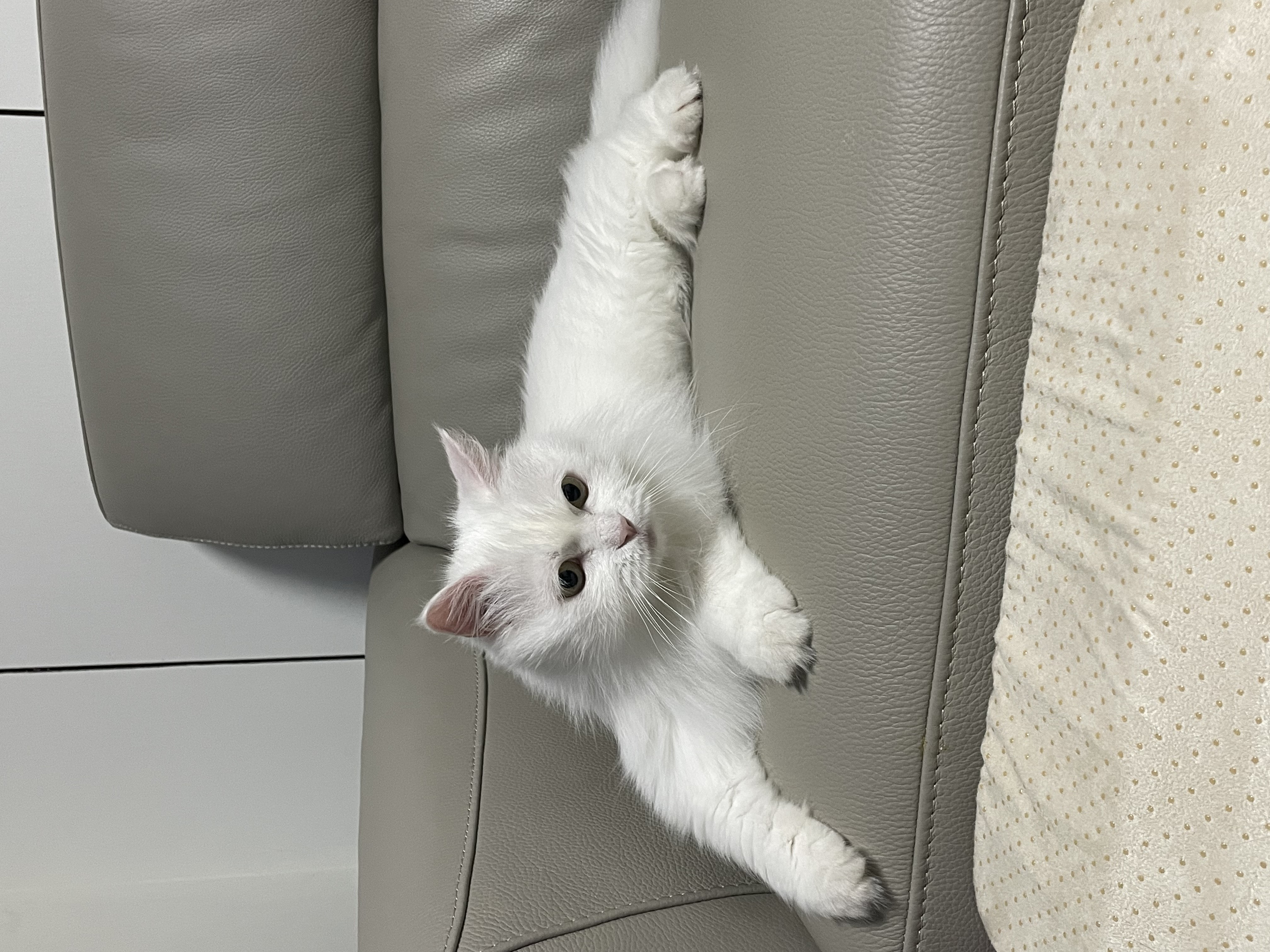 모델이와 포도 입니다