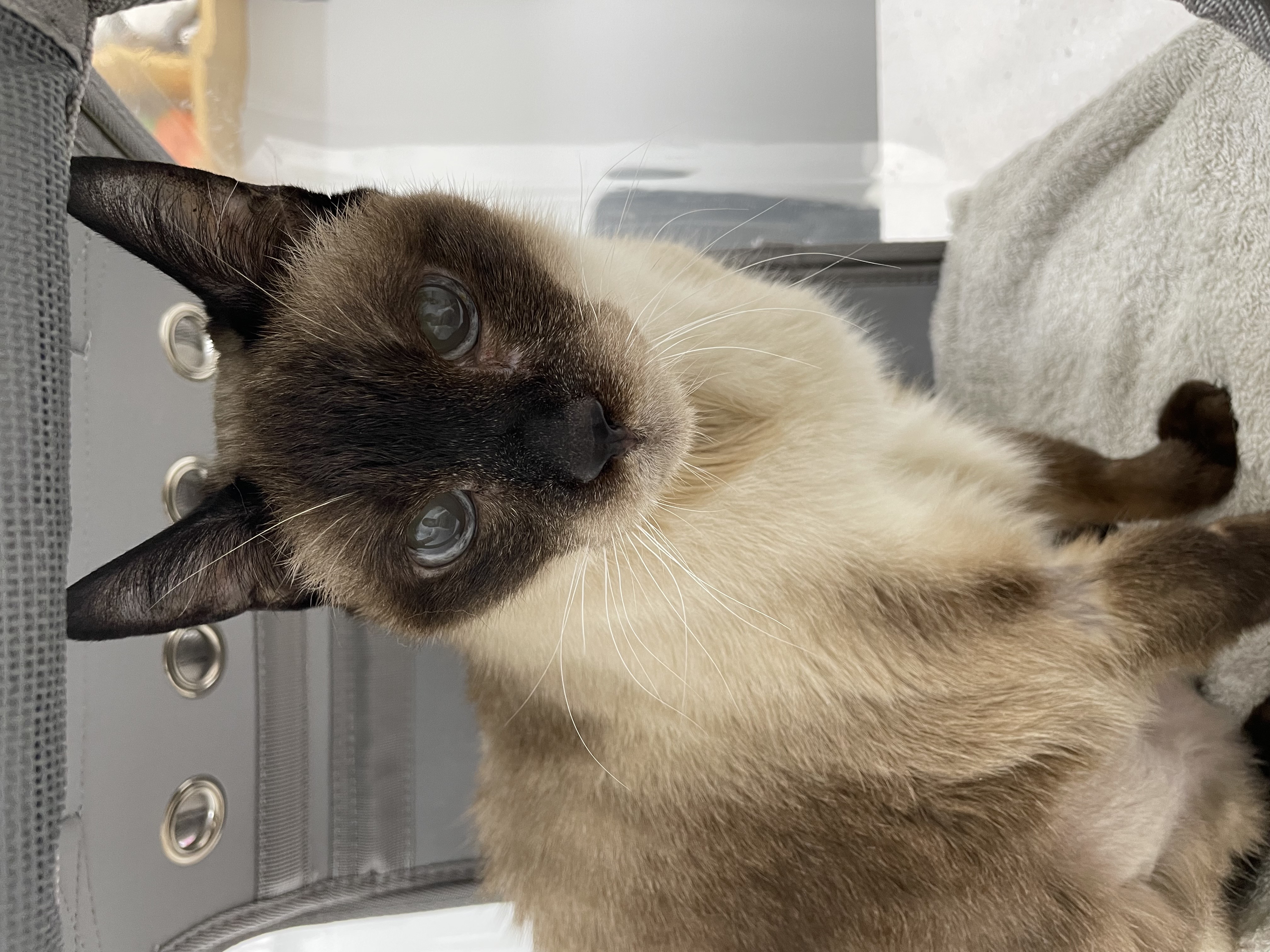 모델이와 포도 입니다