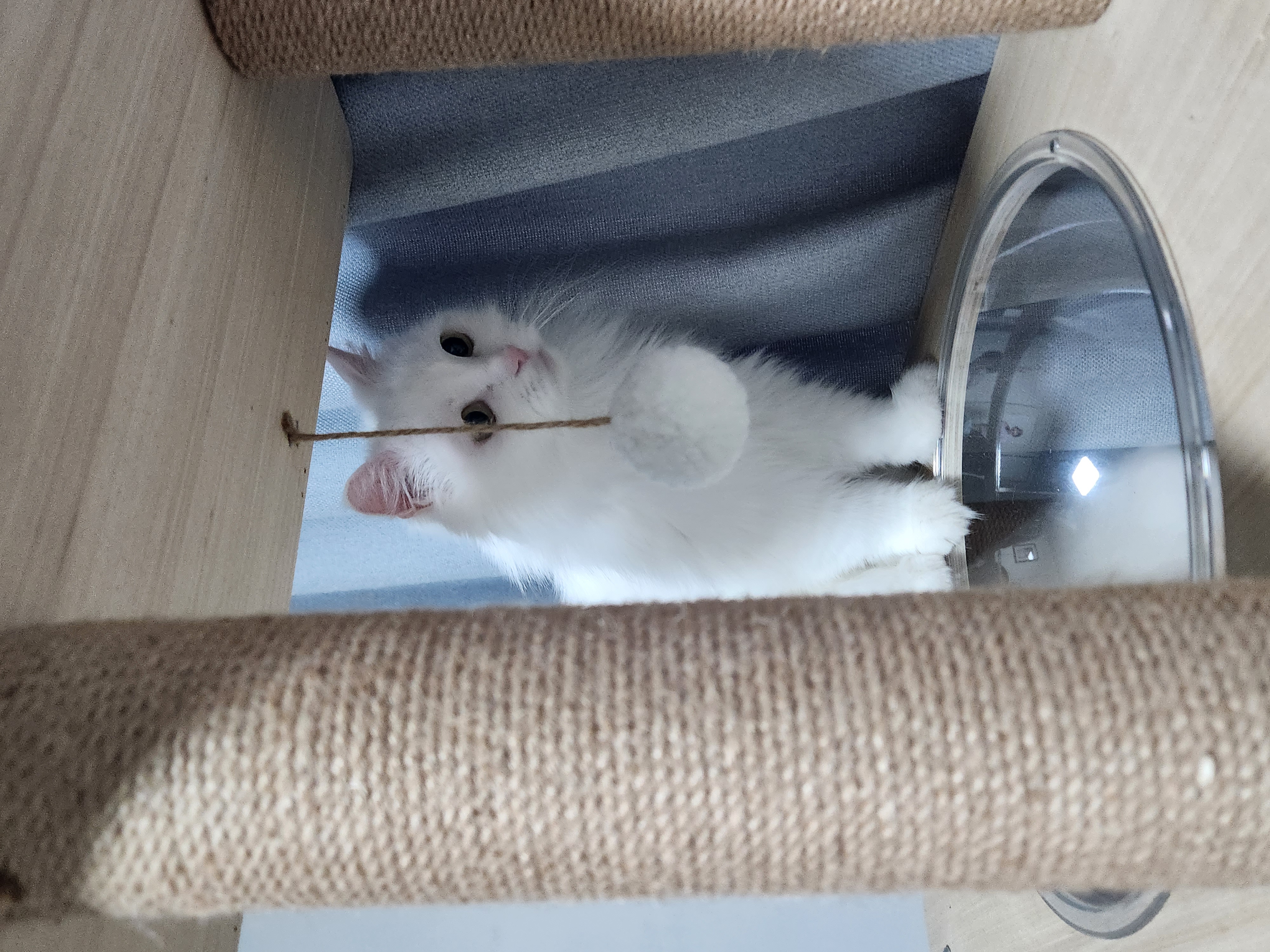 모델이와 포도 입니다