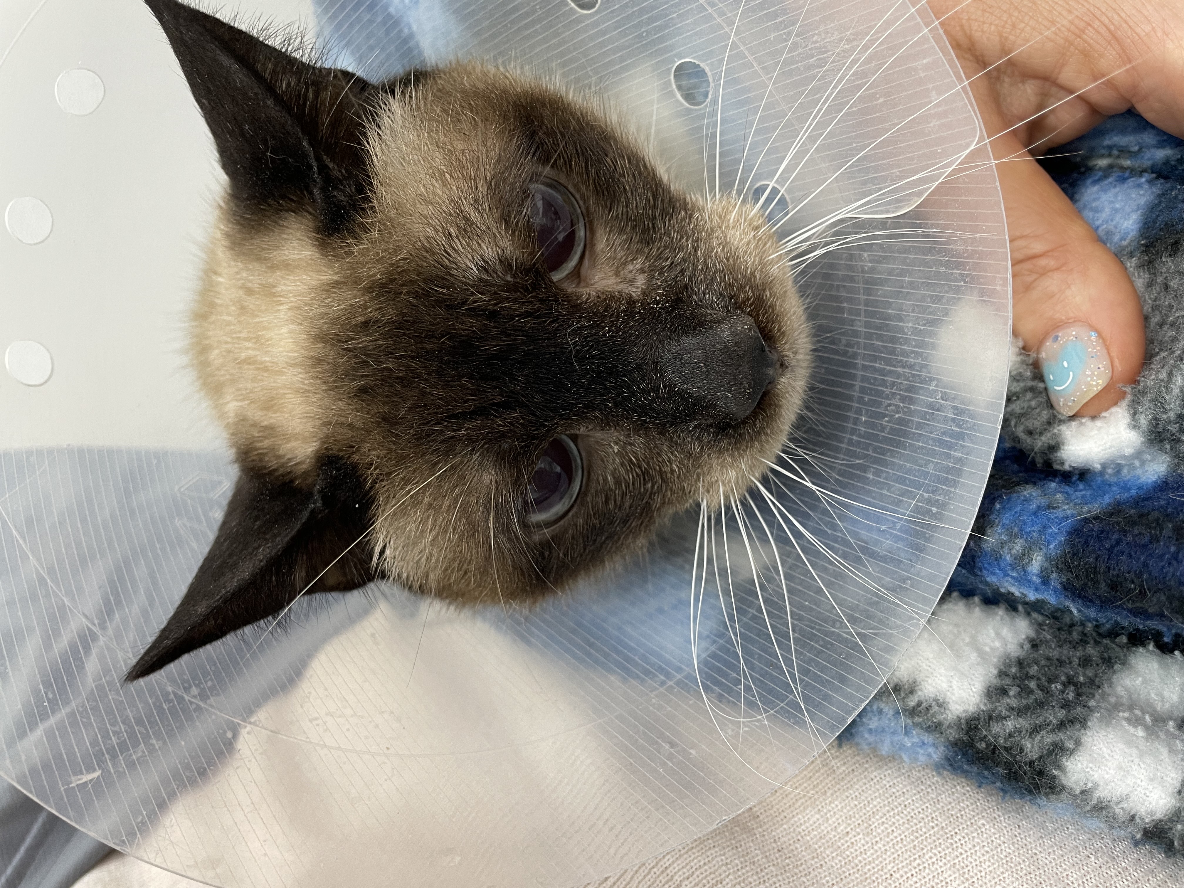 모델이와 포도 입니다