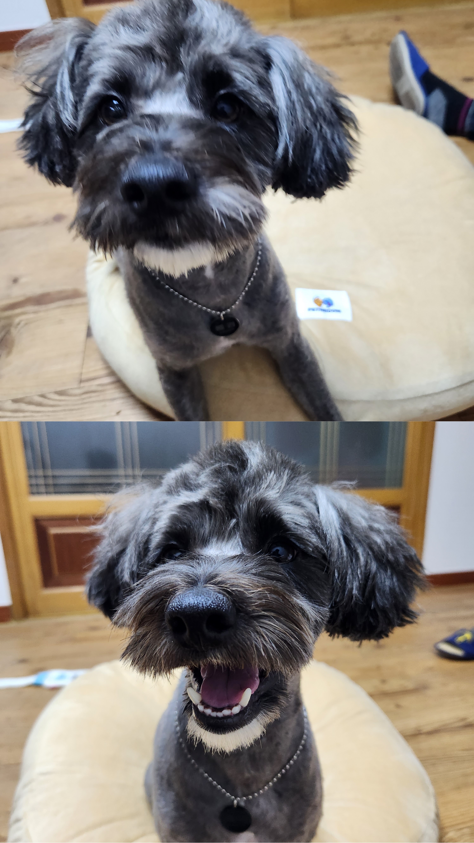 말푸이 입양 일주일 이예요!