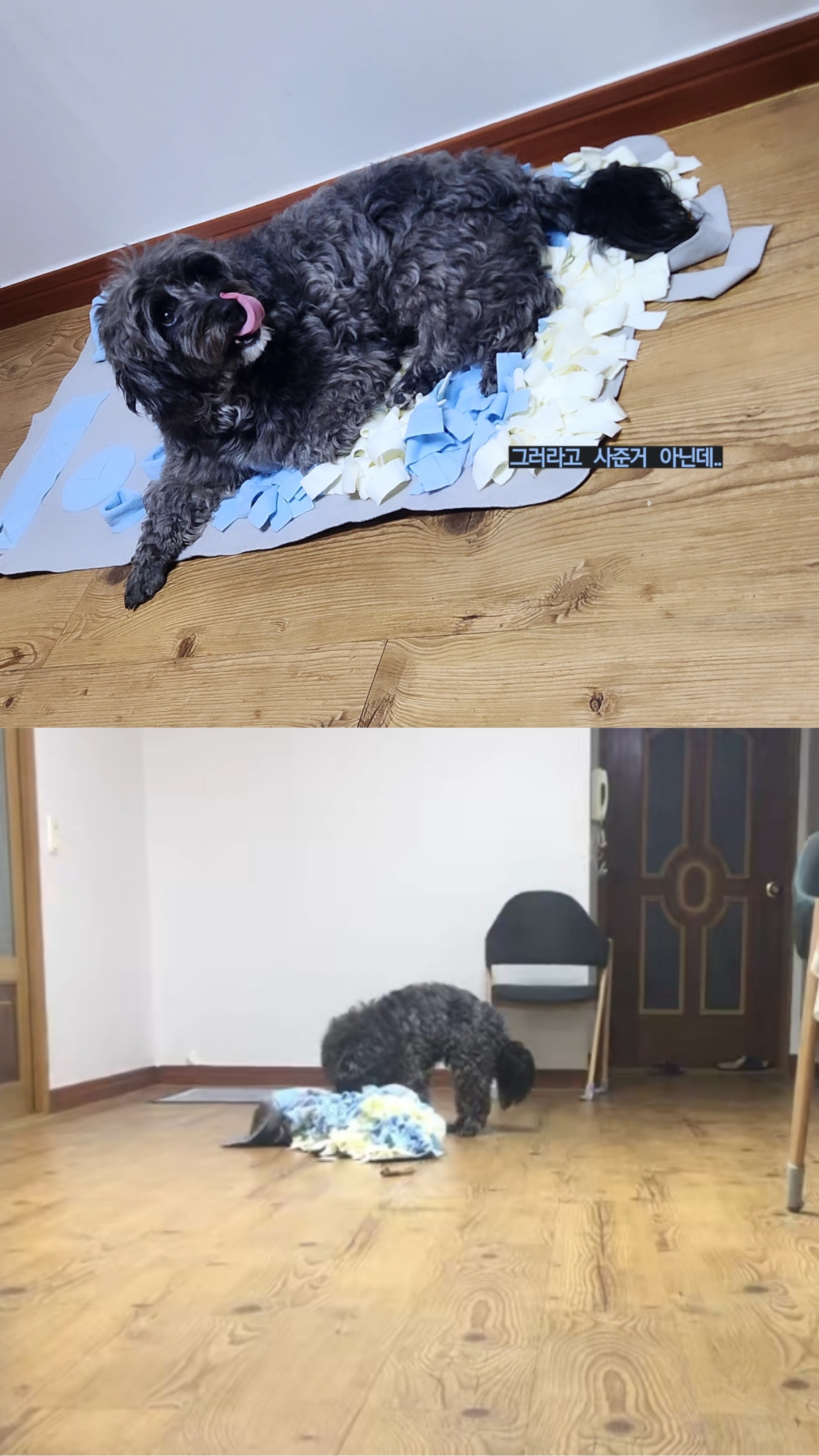 말푸이 입양 일주일 이예요!