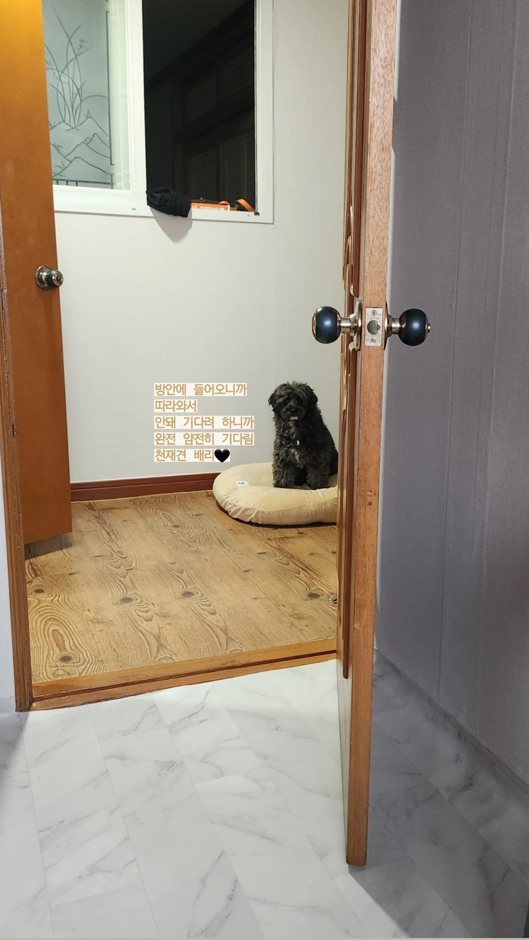 말푸이 입양 일주일 이예요!