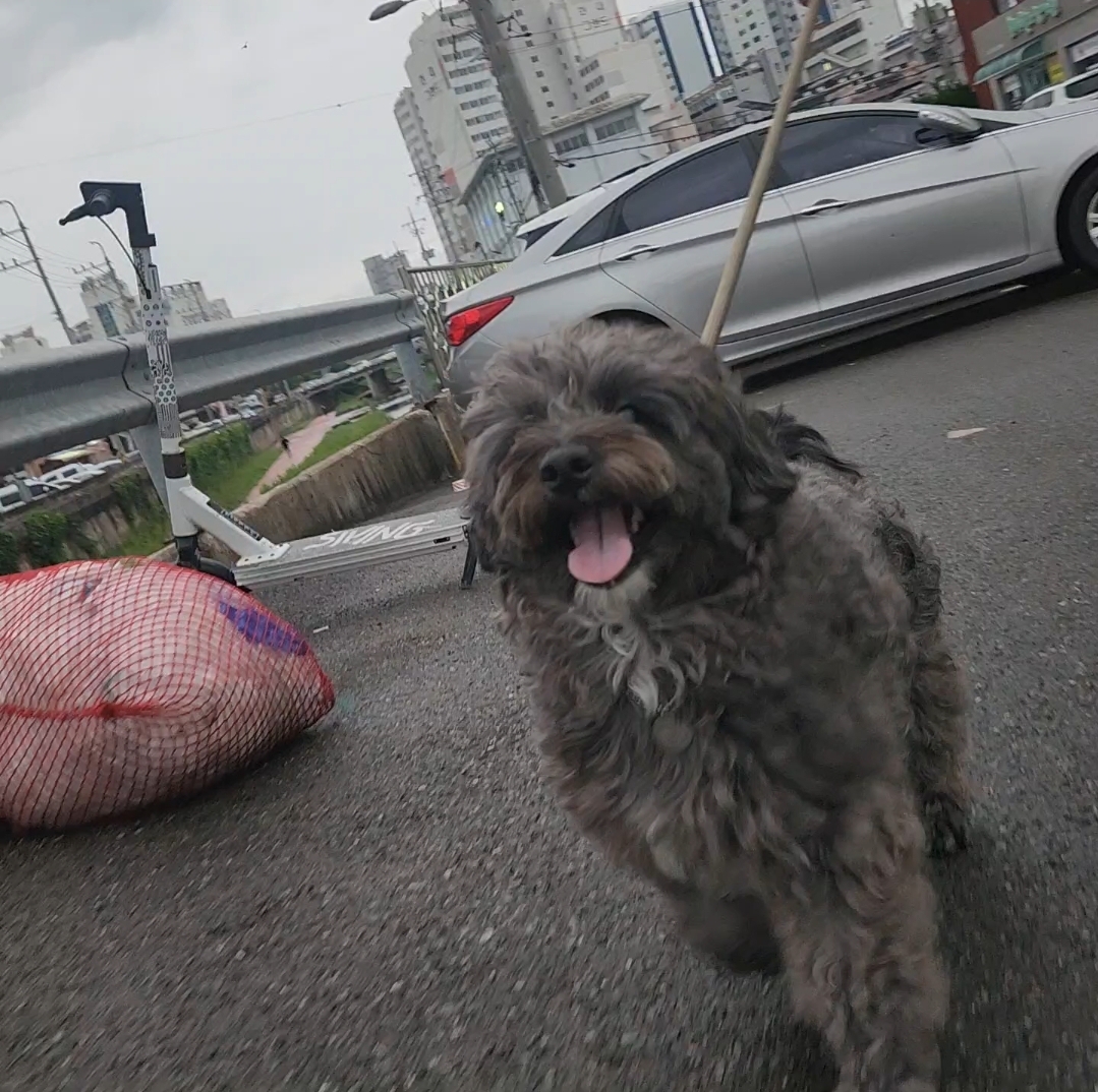 말푸이 입양 일주일 이예요!