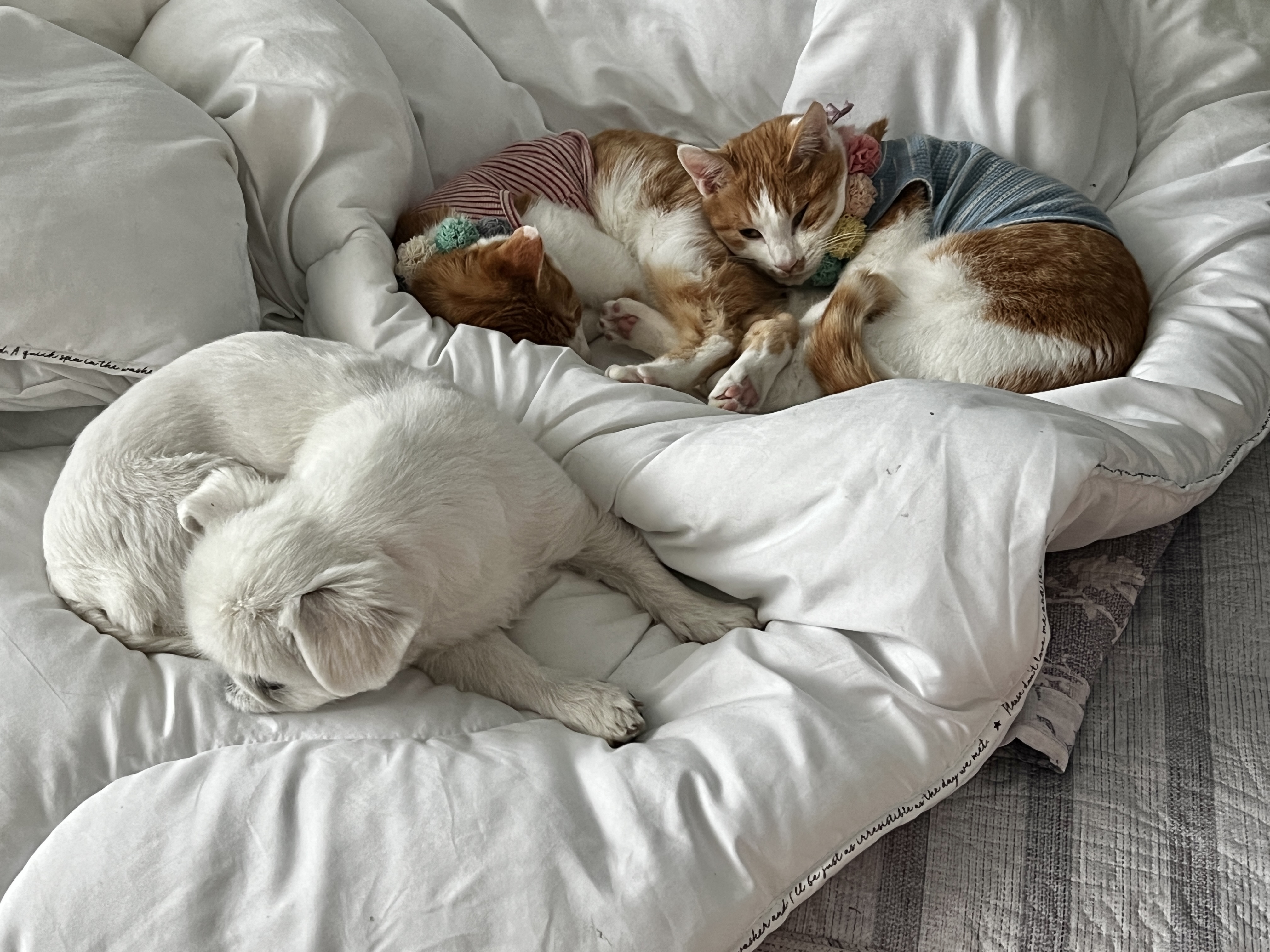 미지의 세계에서 온 차니와 바니 1주년 생일