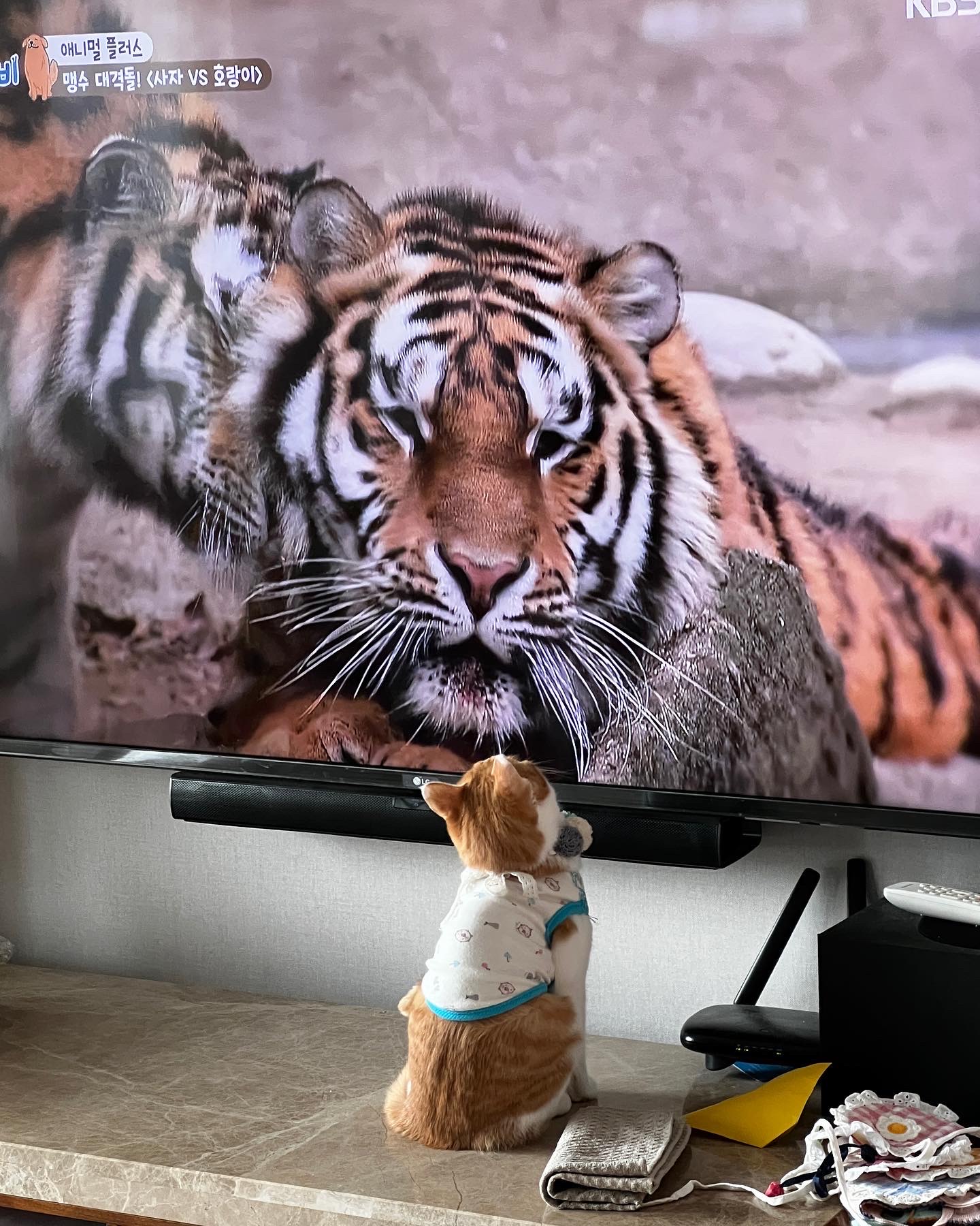 미지의 세계에서 온 차니와 바니 1주년 생일