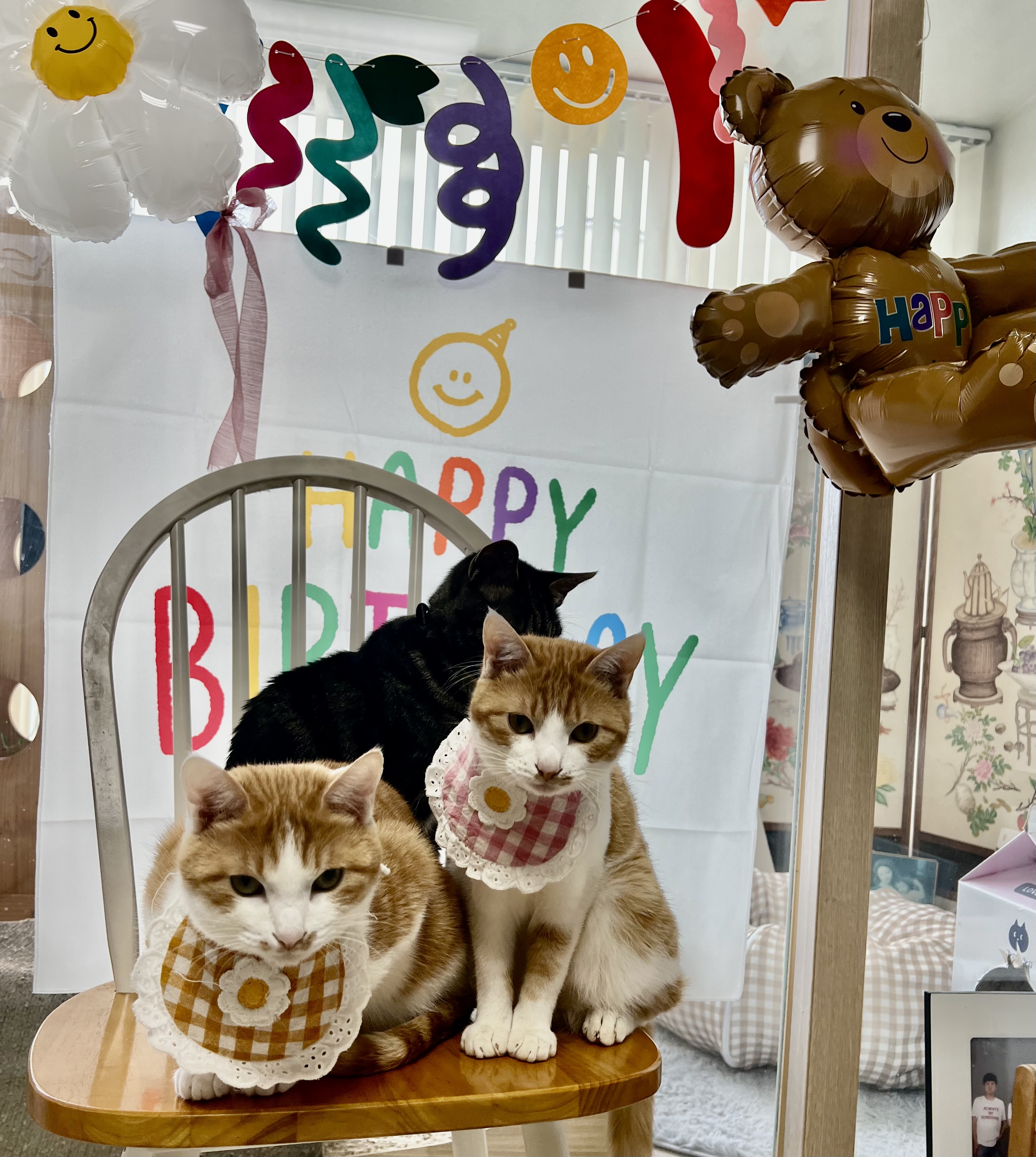 미지의 세계에서 온 차니와 바니 1주년 생일