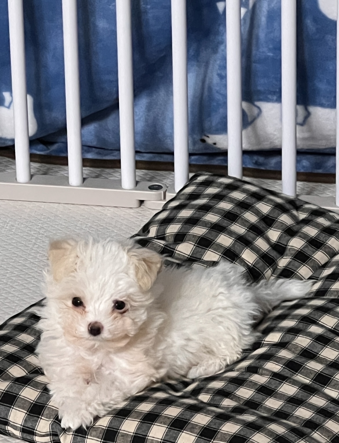 밥풀이 (다웅이) 한달 후기입니다~