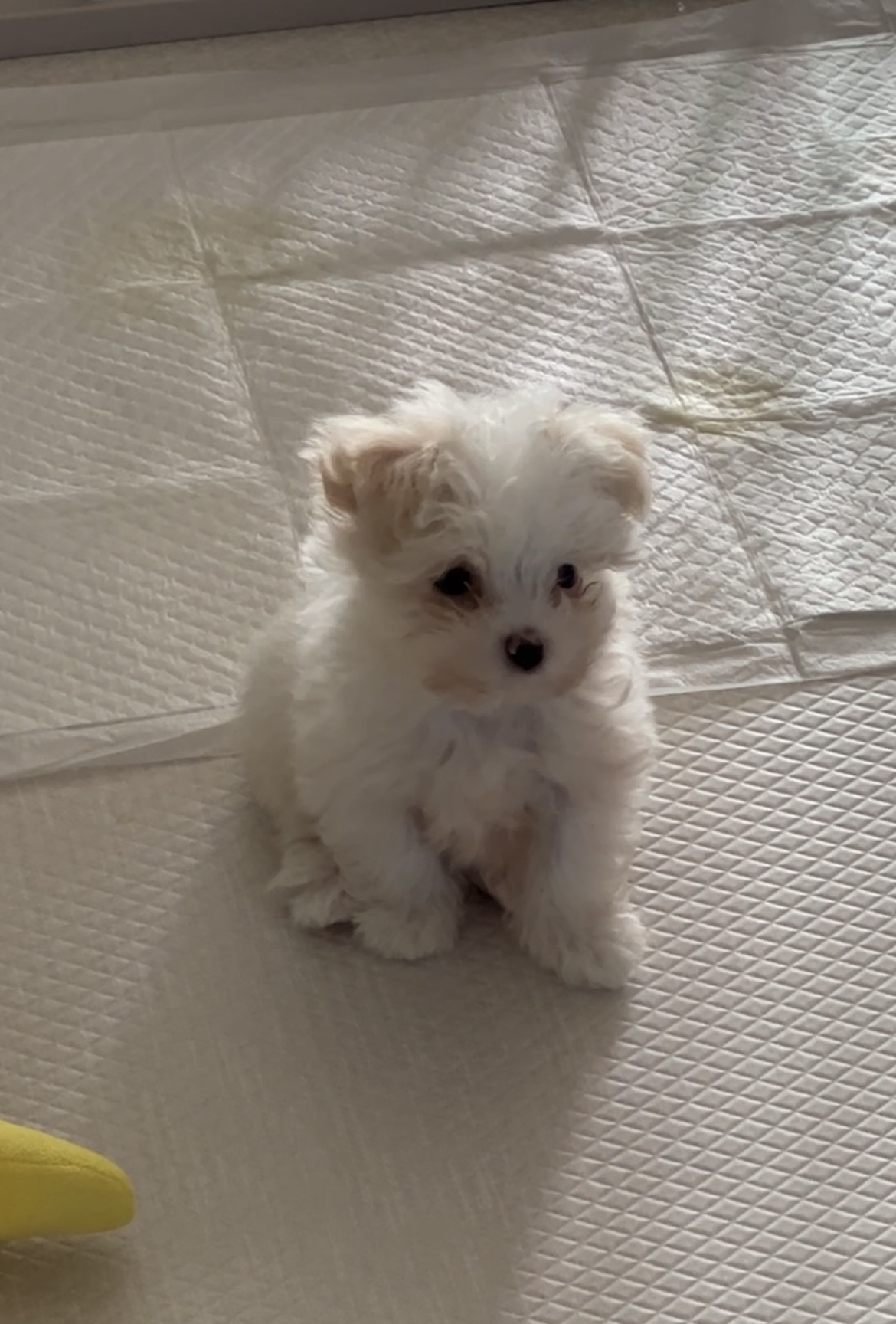 밥풀이 (다웅이) 한달 후기입니다~