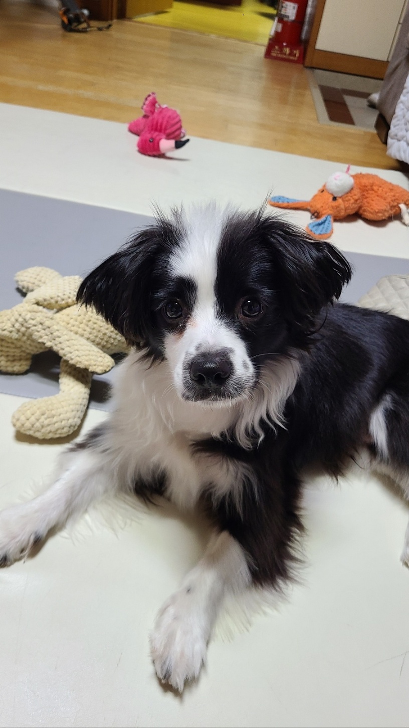 레오(포네) 인사드립니다. (after 3 months)