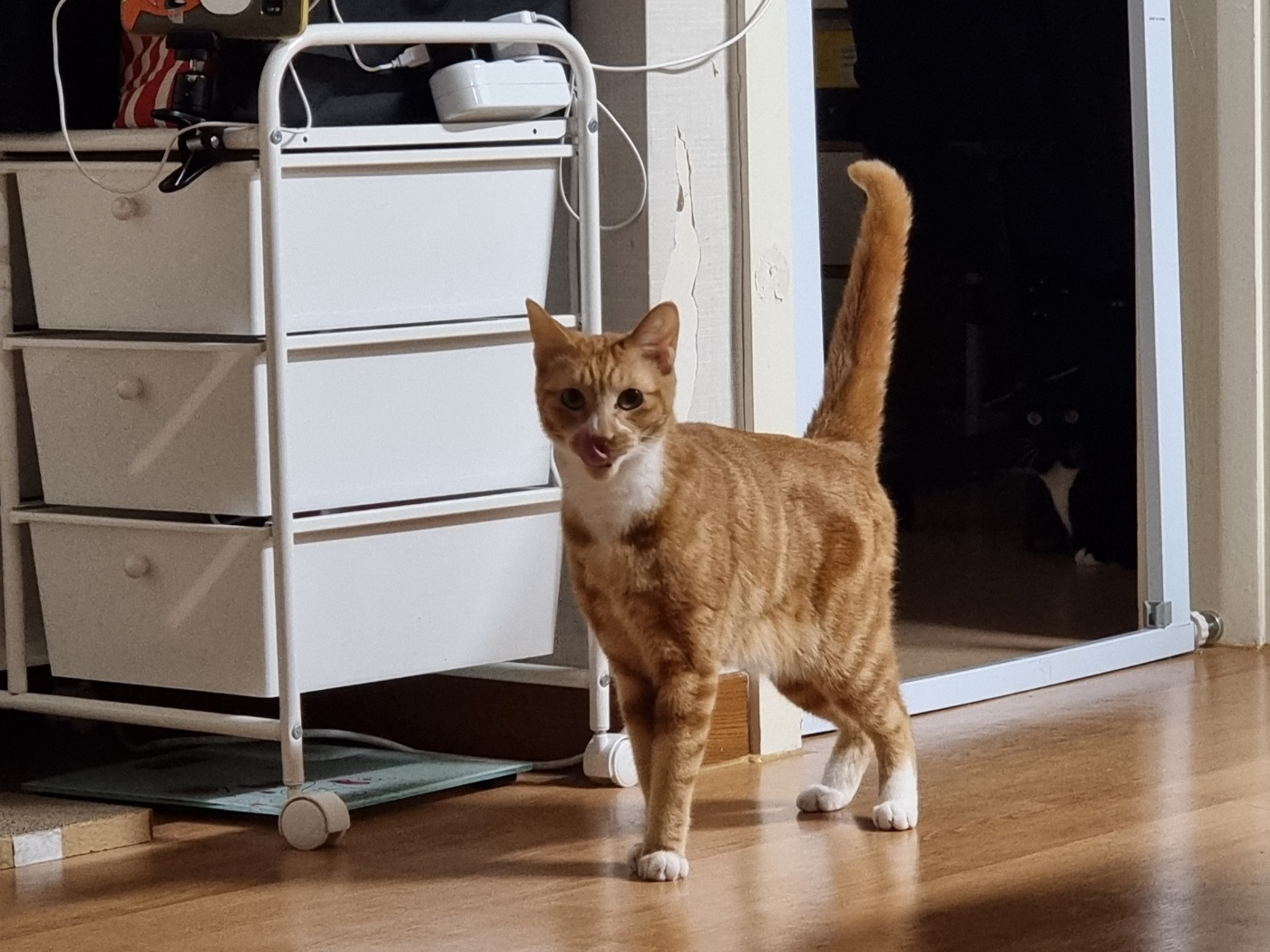 임보 두달차 필구 소식입니다^^