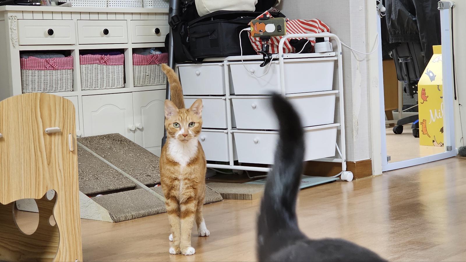 임보 두달차 필구 소식입니다^^