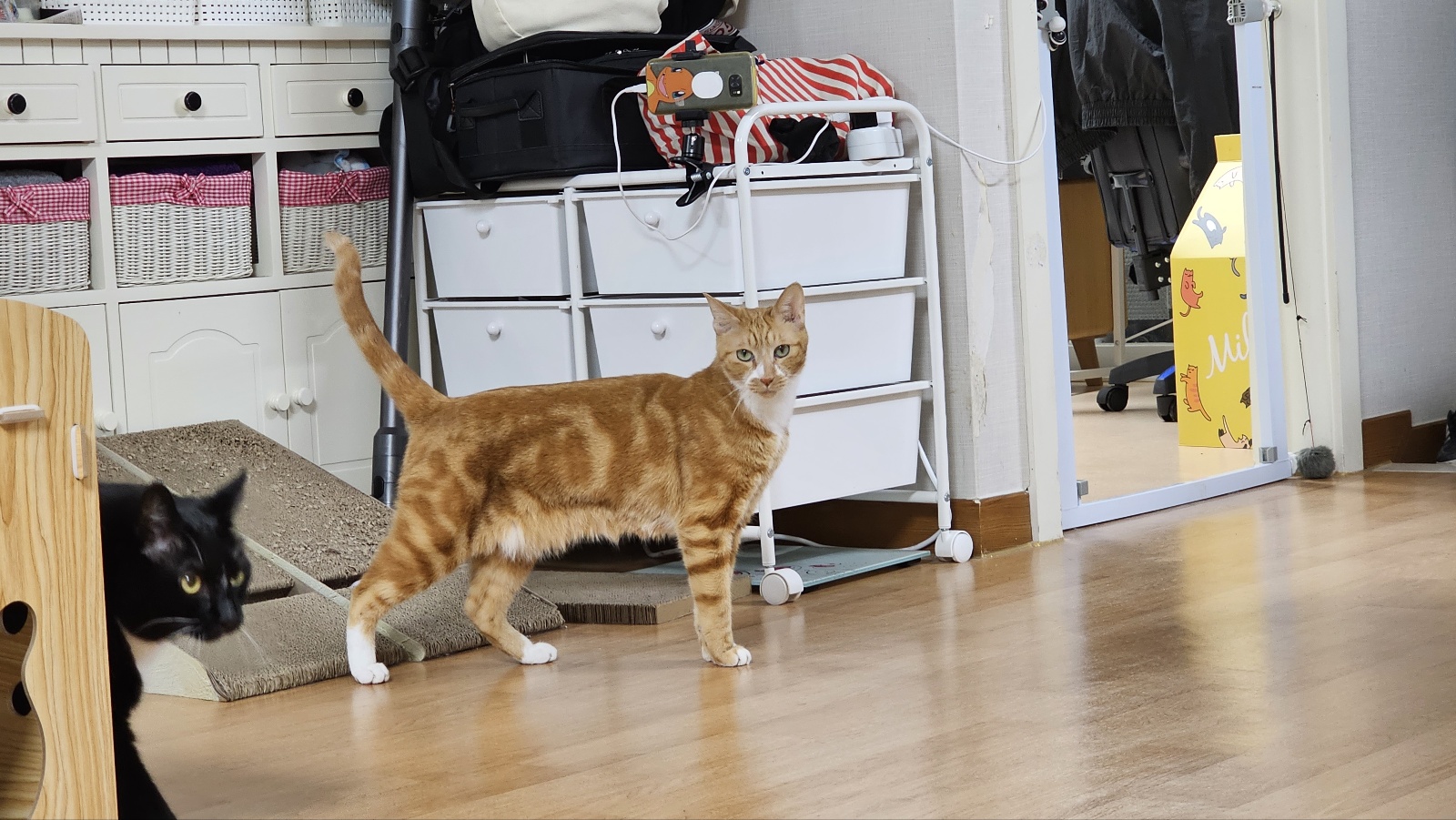 임보 두달차 필구 소식입니다^^