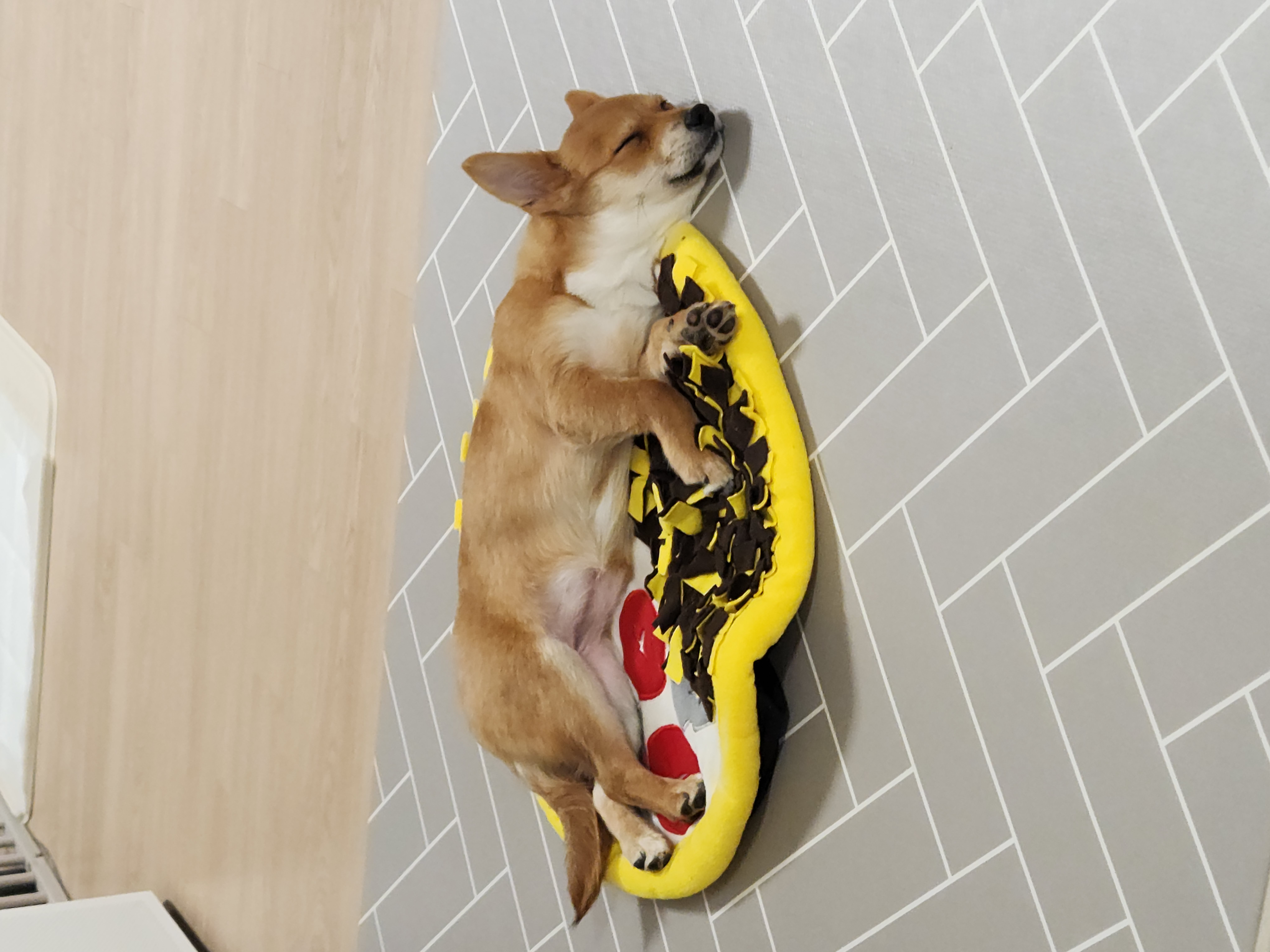 수수(후 사탕이) 한달 후기