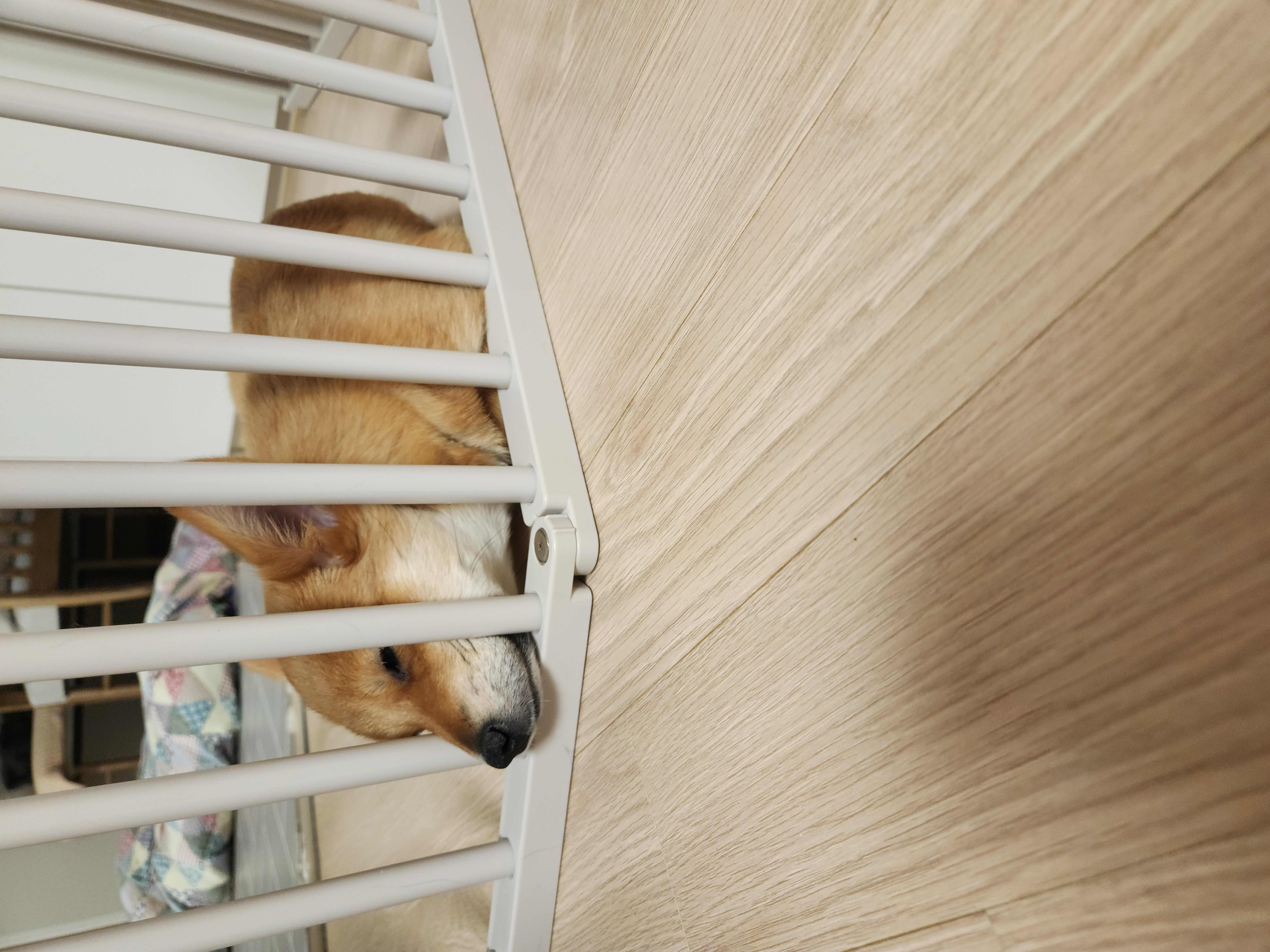 수수(후 사탕이) 한달 후기