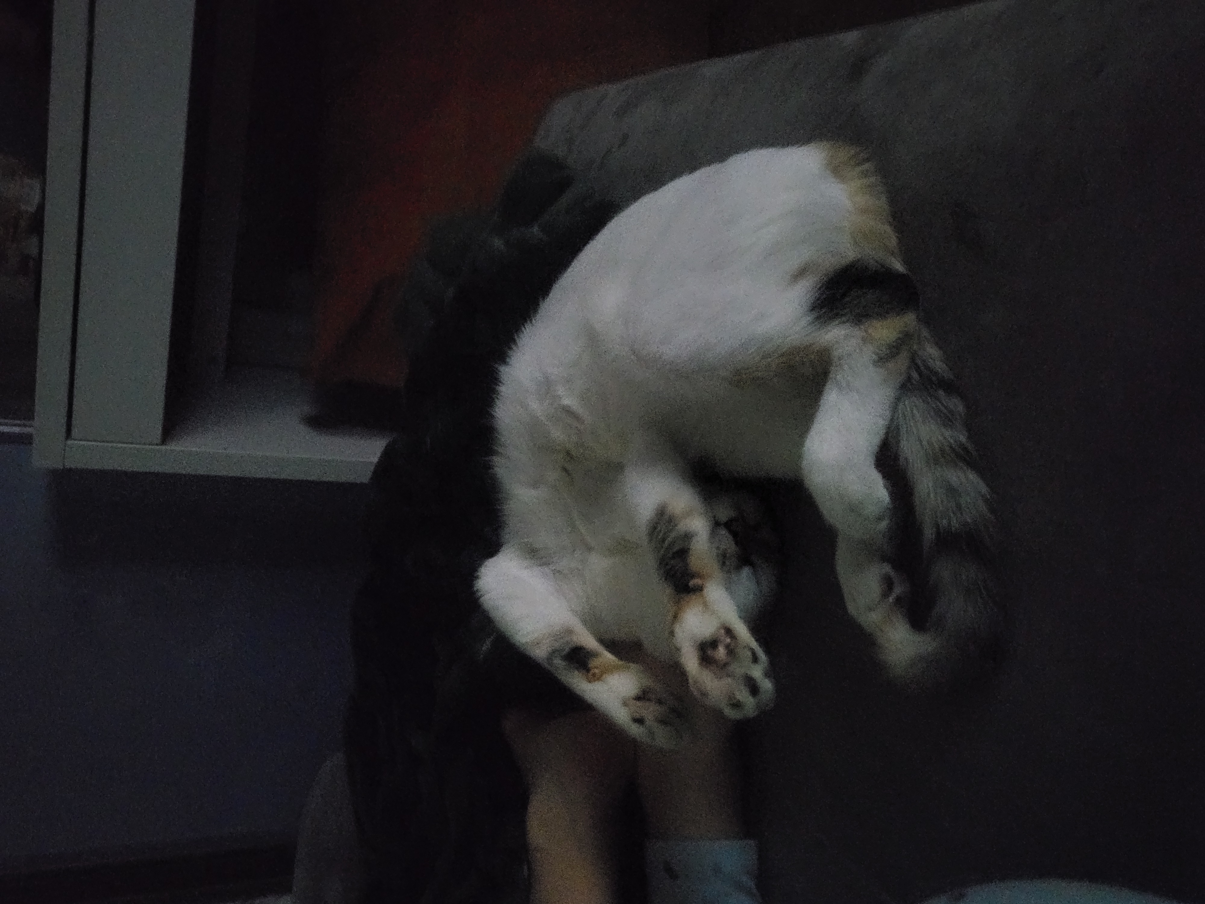 설탕이(훈사)~ 두달 되었네요^^