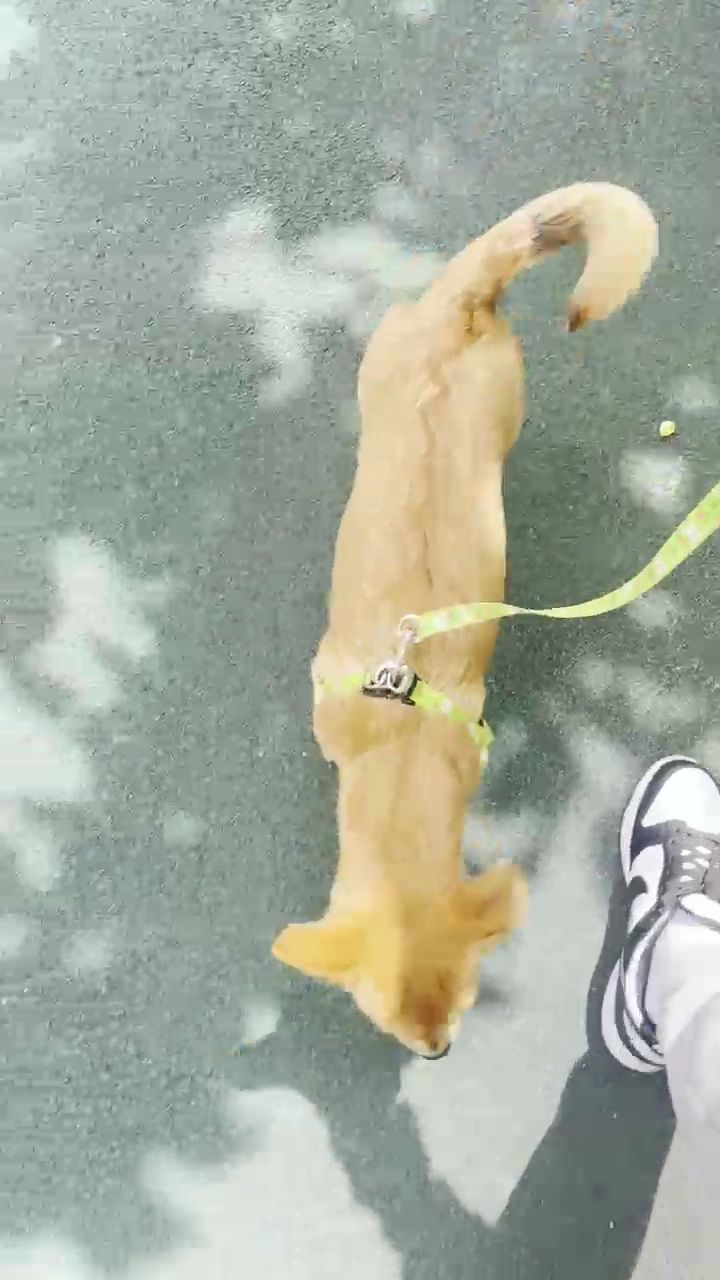 귀리(누리) 한달 후기입니다.