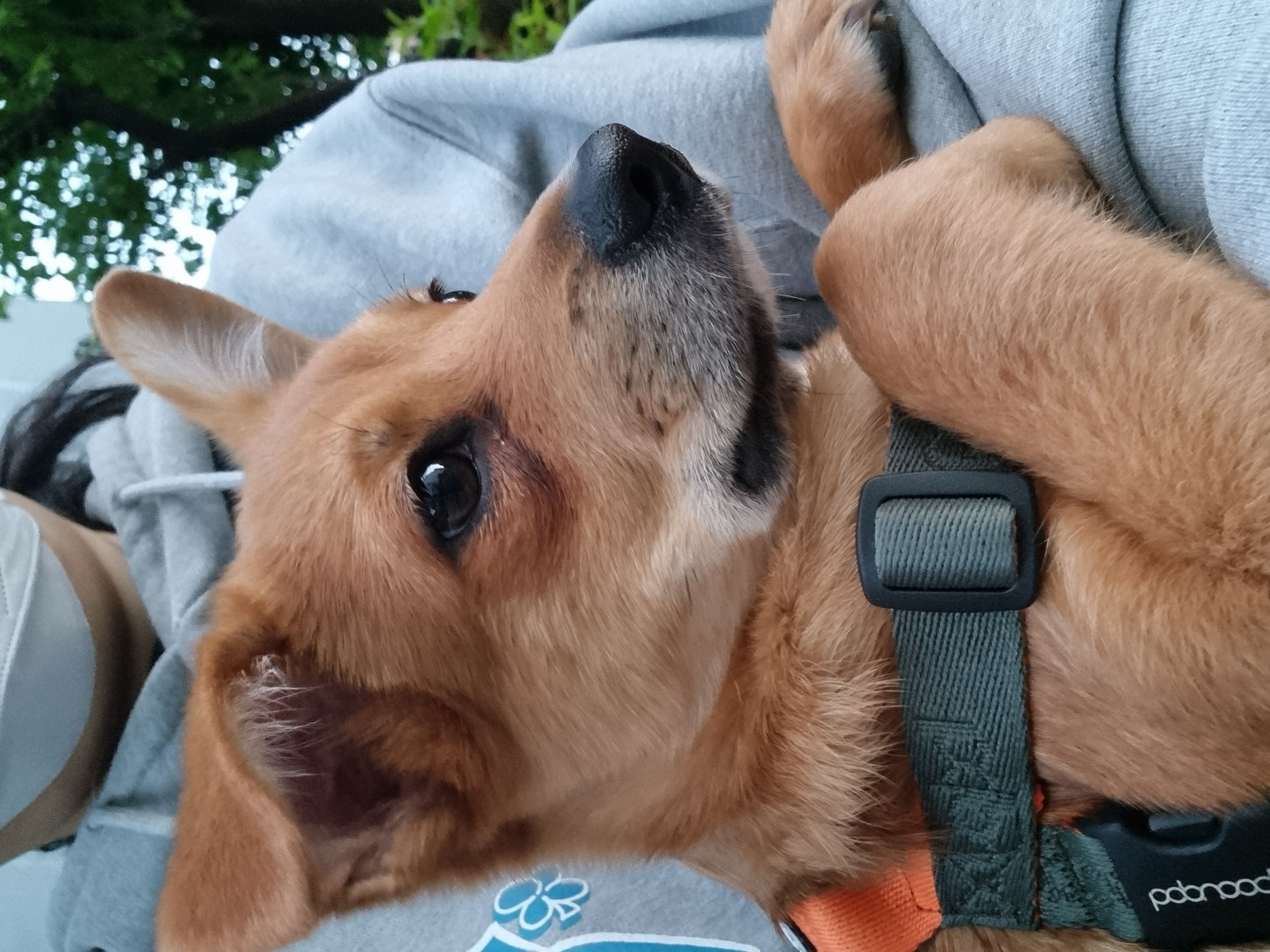 귀리(누리) 한달 후기입니다.