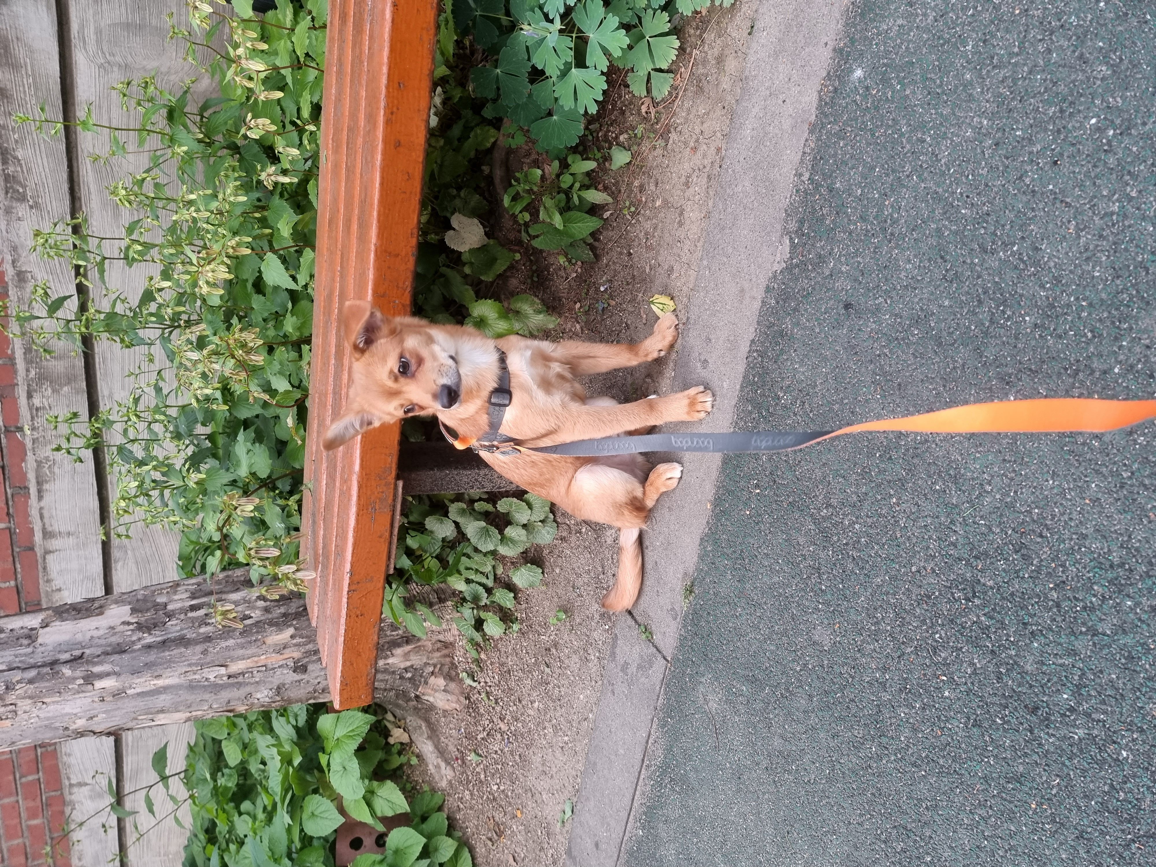 귀리(누리) 한달 후기입니다.