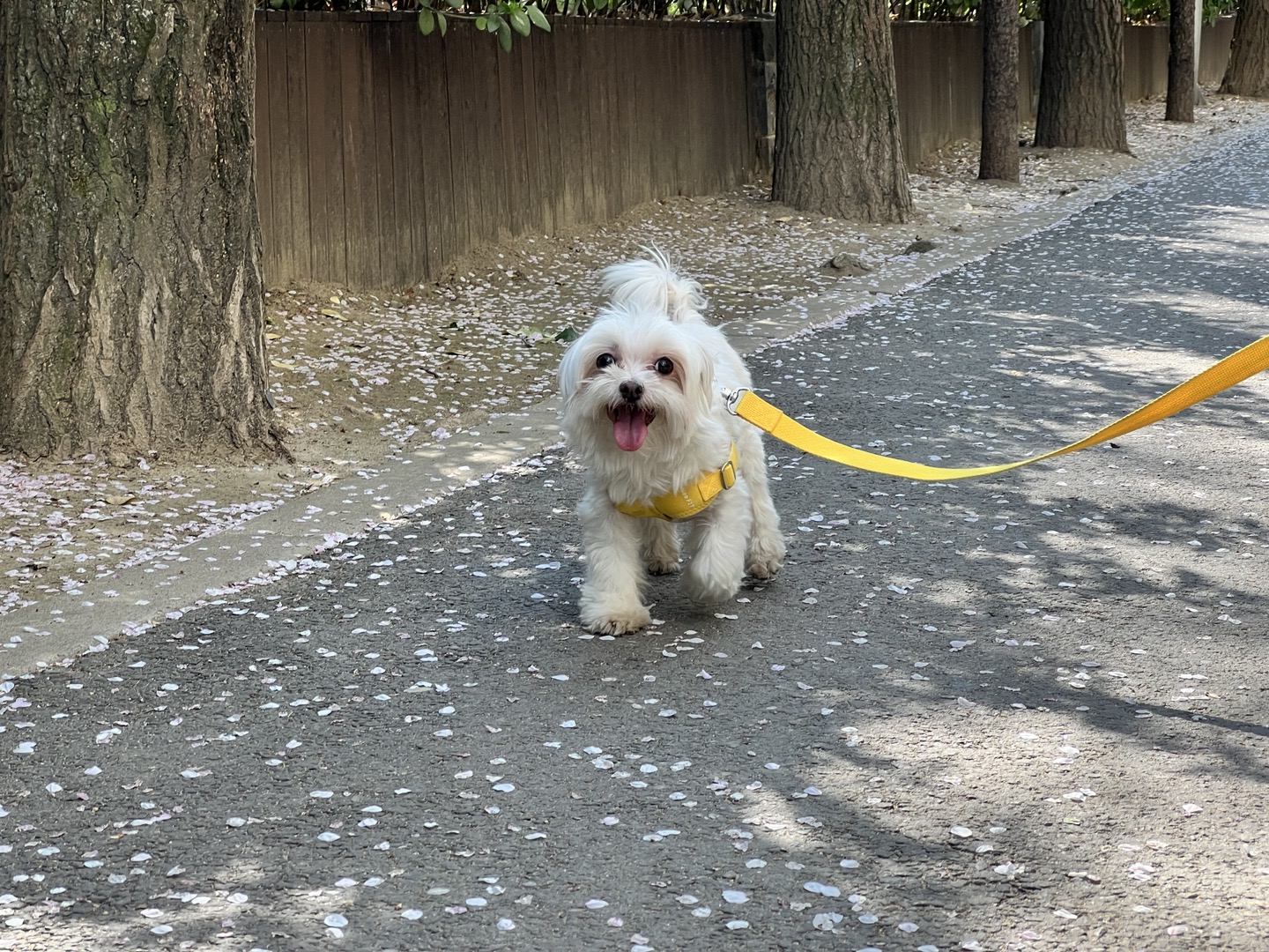 봄이 잘지내고 있습니다