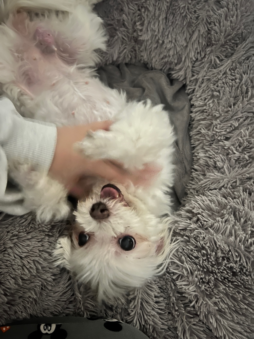 봄이 잘지내고 있습니다