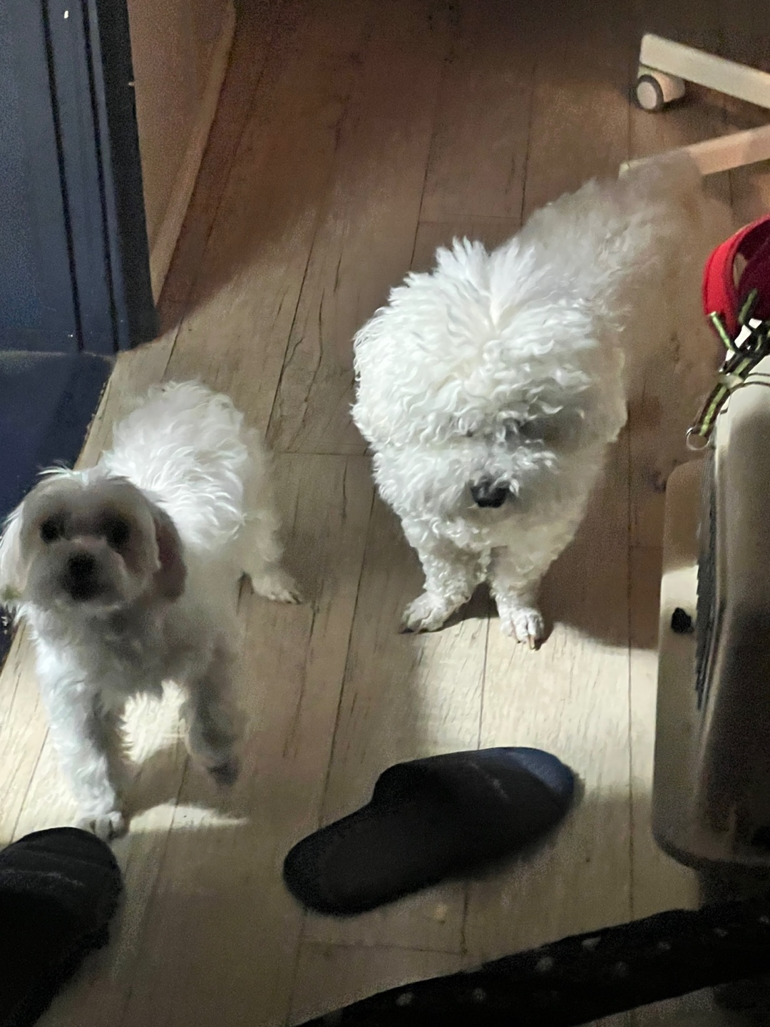 봄이 잘지내고 있습니다