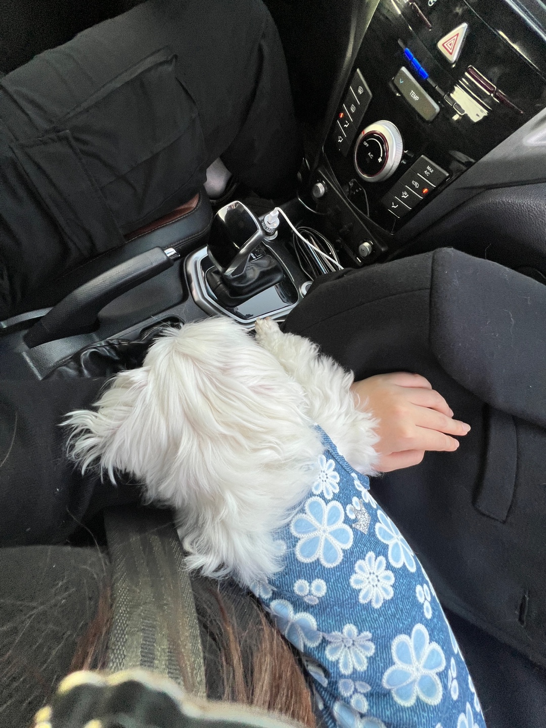 봄이 잘지내고 있습니다