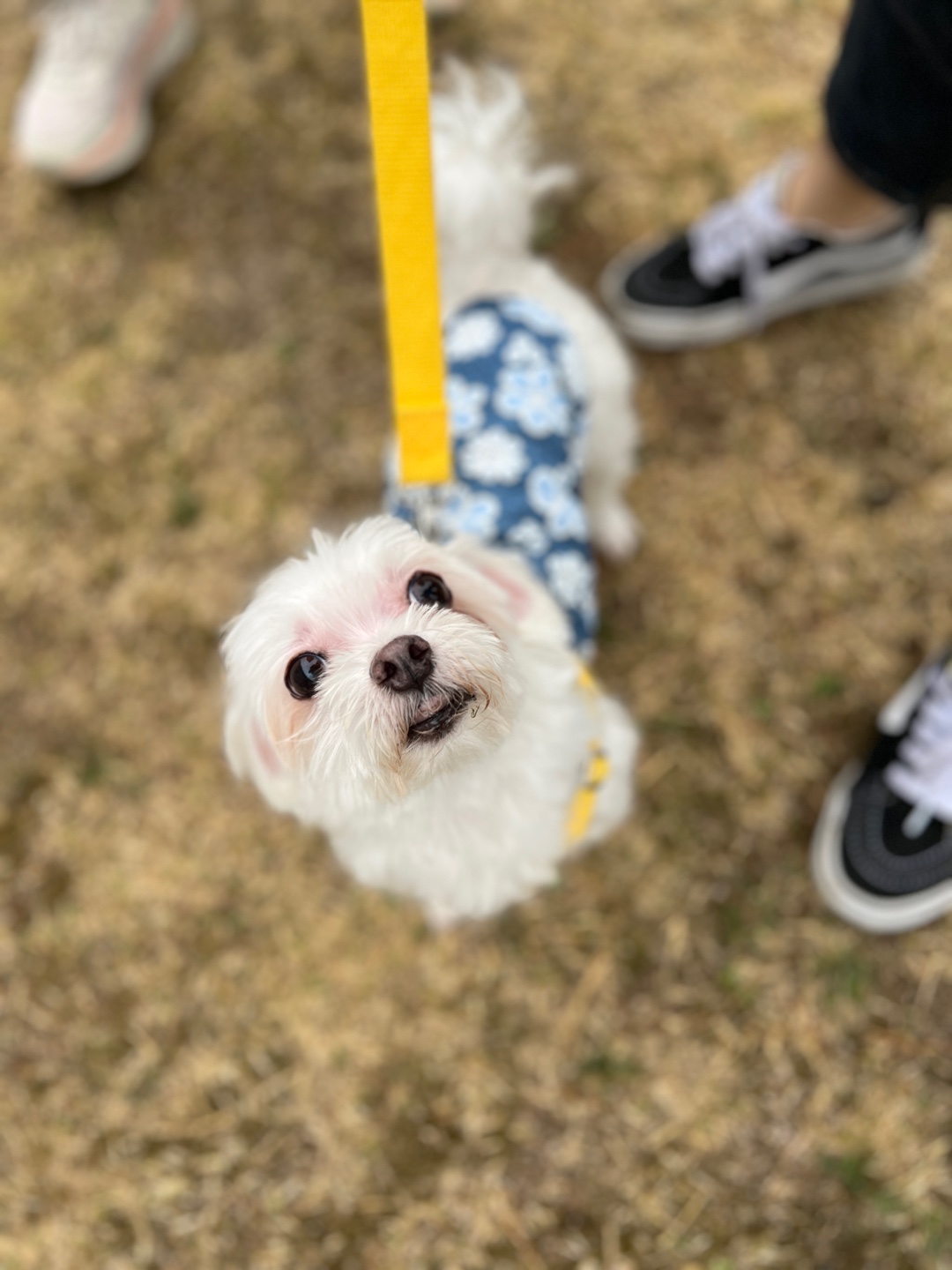 봄이 잘지내고 있습니다