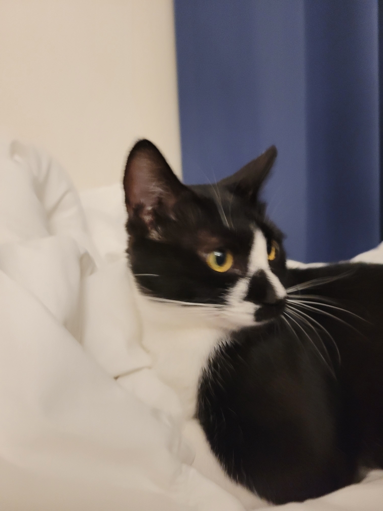 까미 잘지내고 있습니다