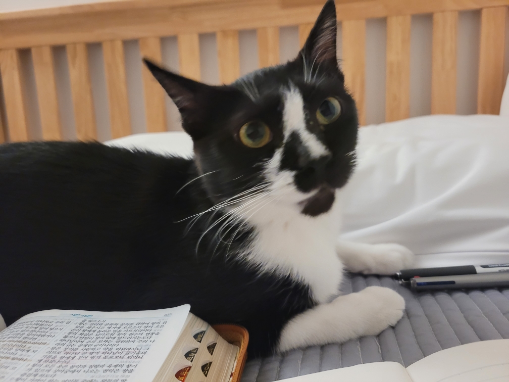 까미 잘지내고 있습니다