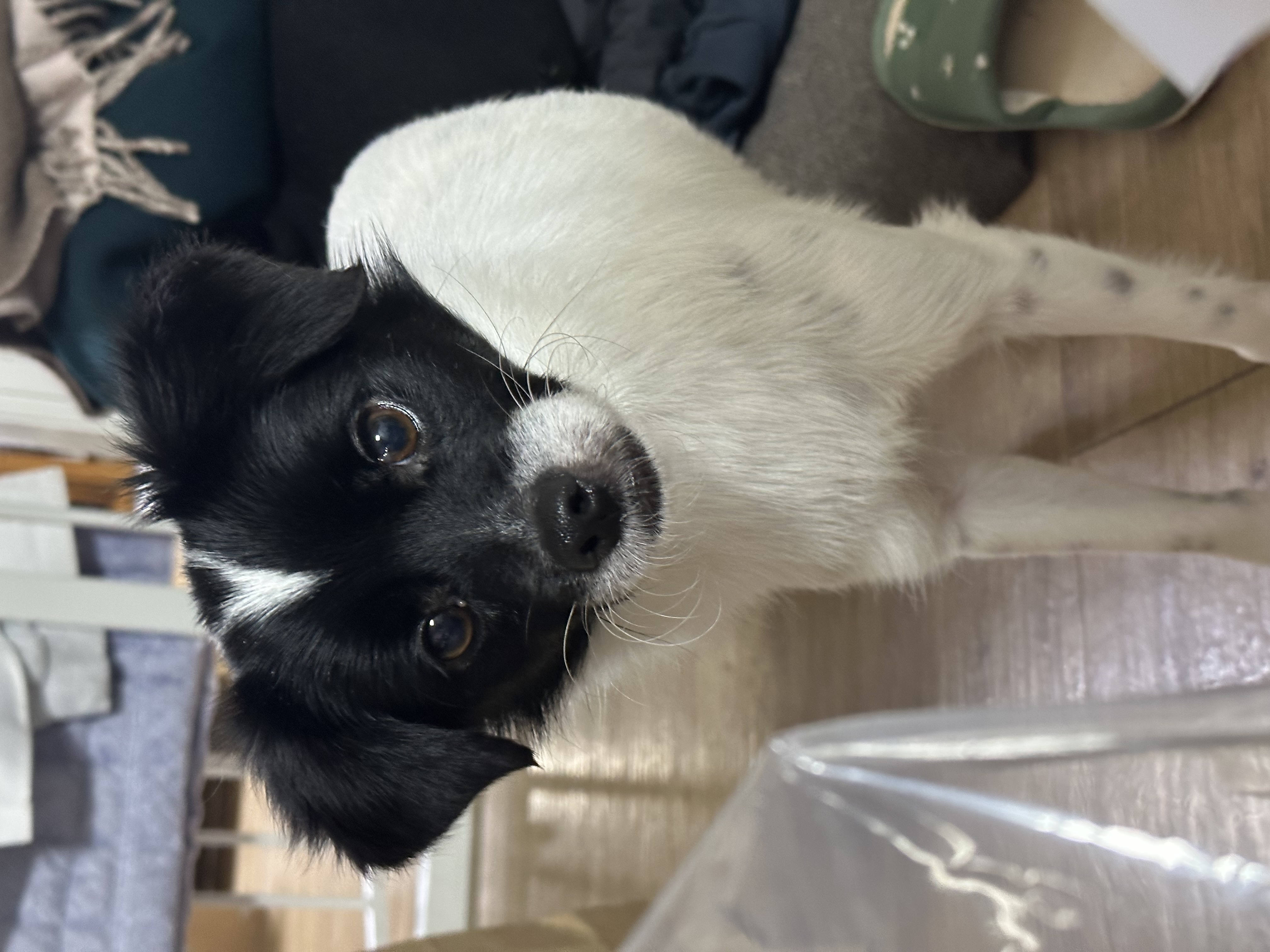 다온이(루루) 3개월 차