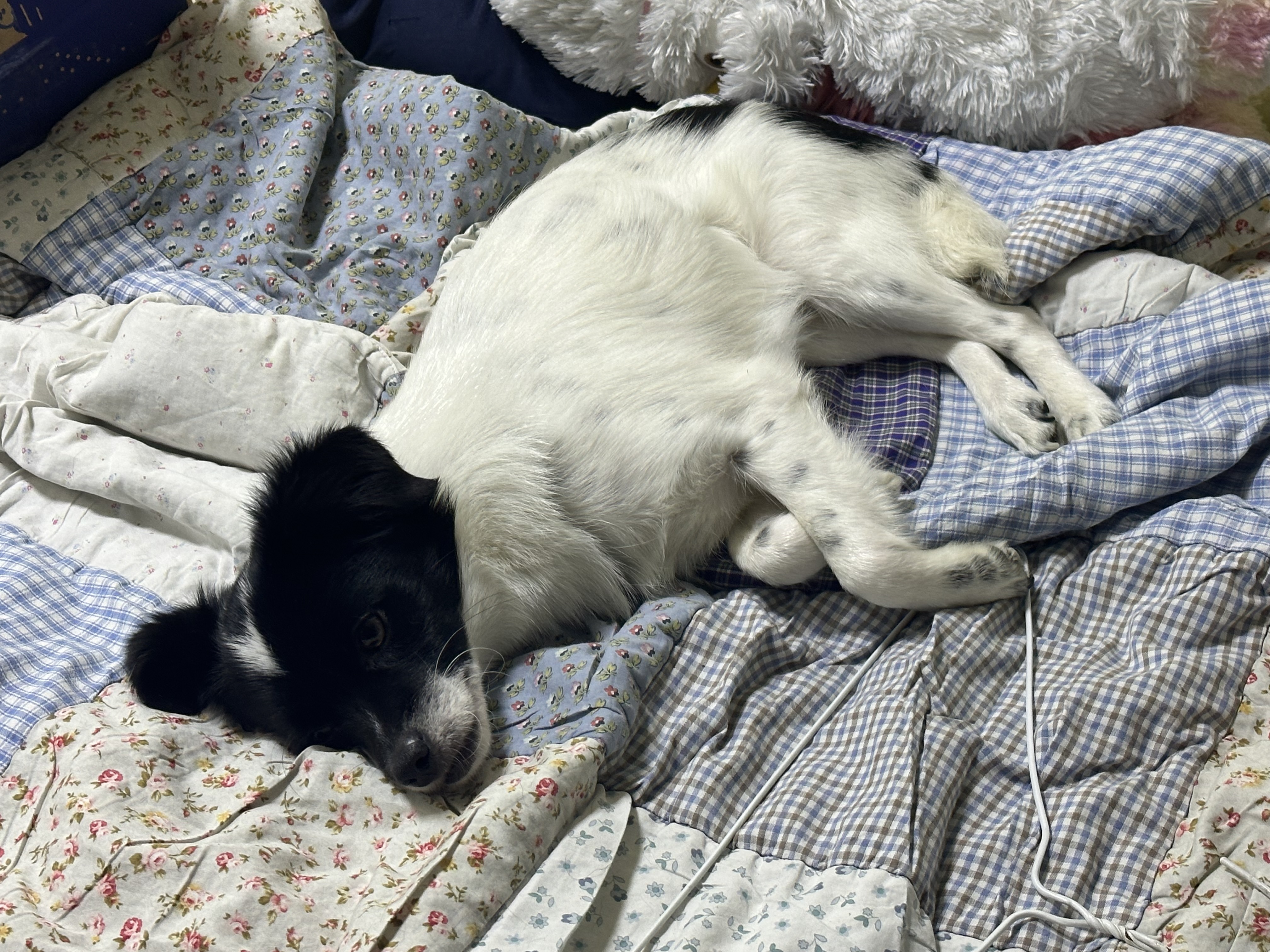 다온이(루루) 3개월 차