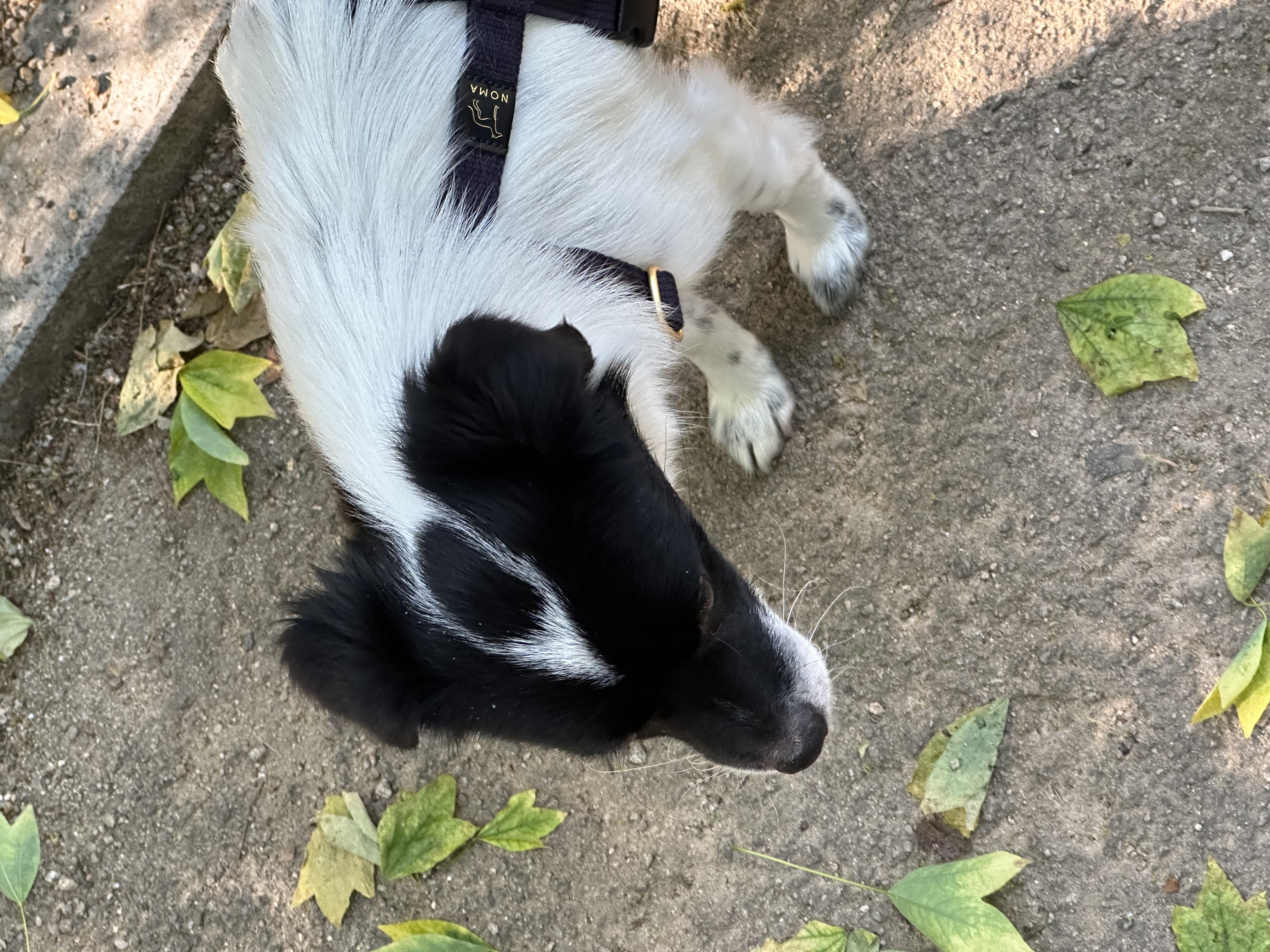 다온이(루루) 3개월 차