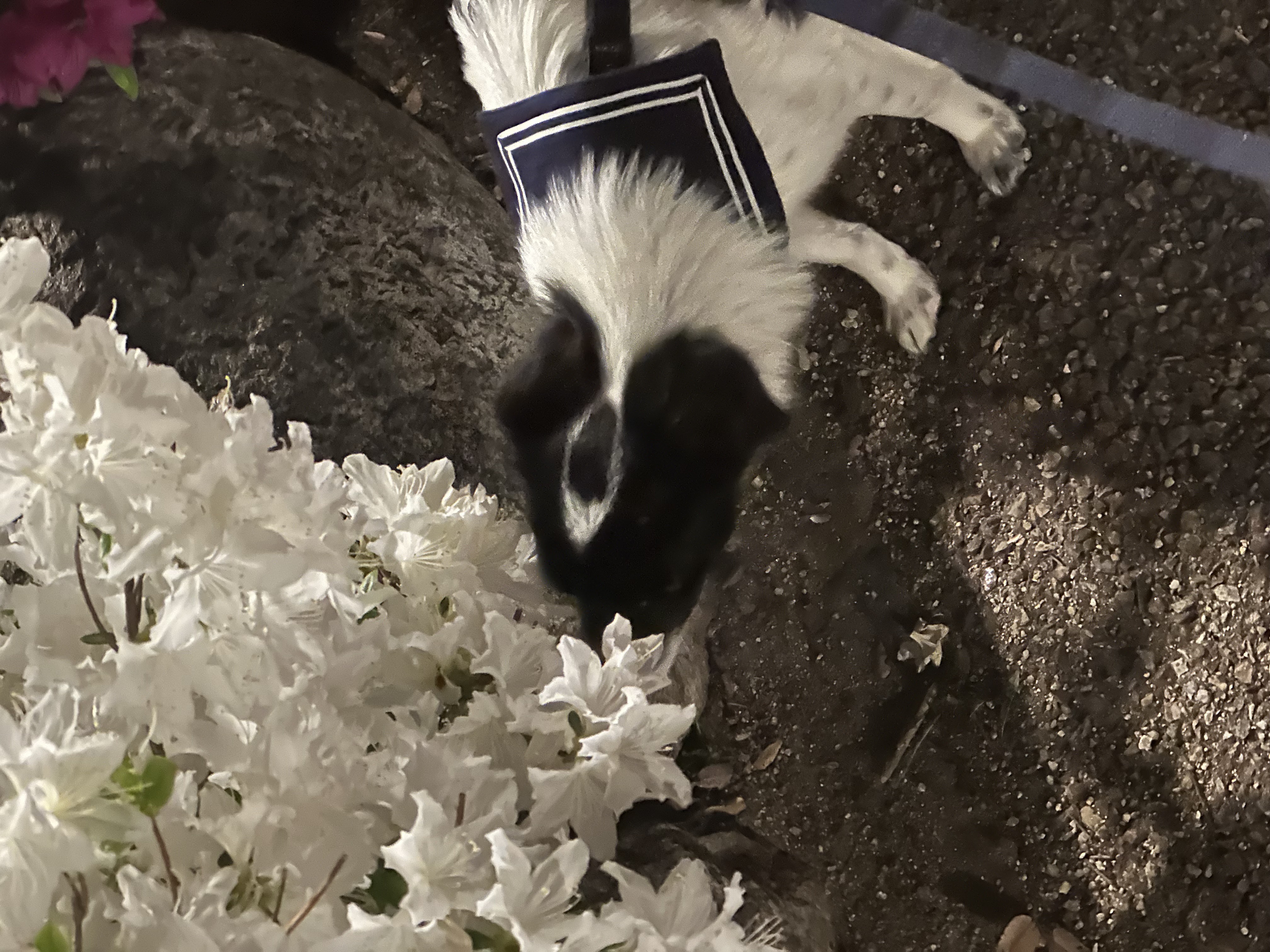 다온이(루루) 3개월 차