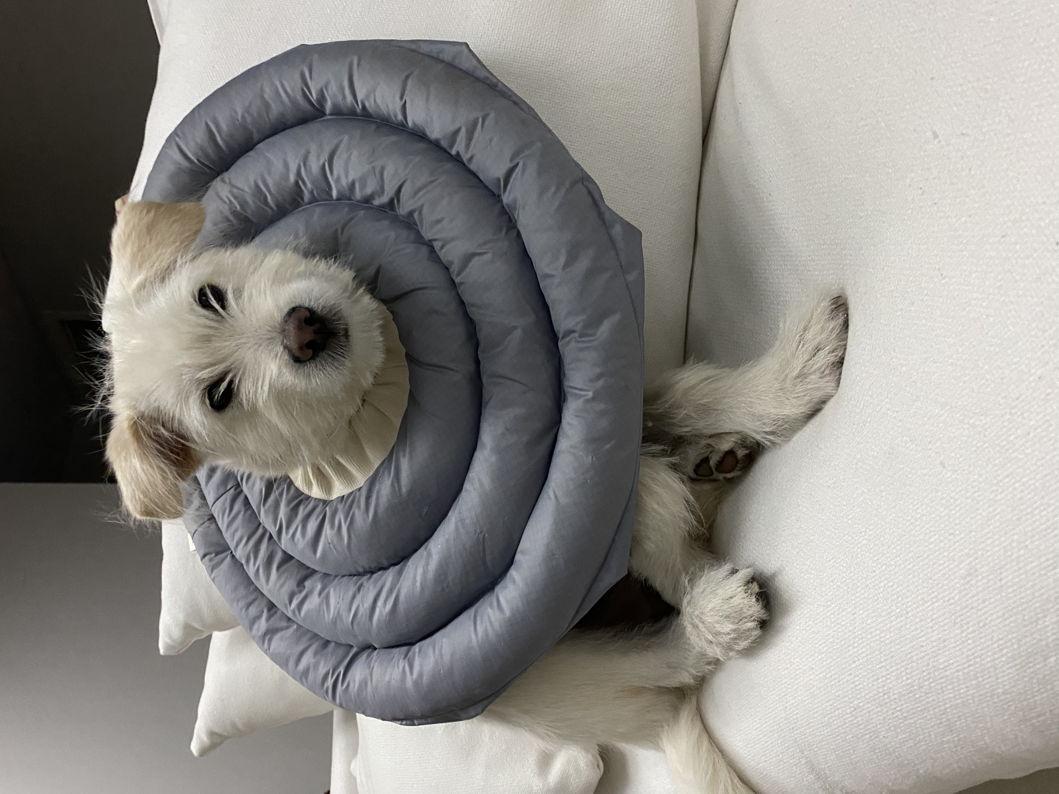 무쵸한테 무쵸버린지 세달째