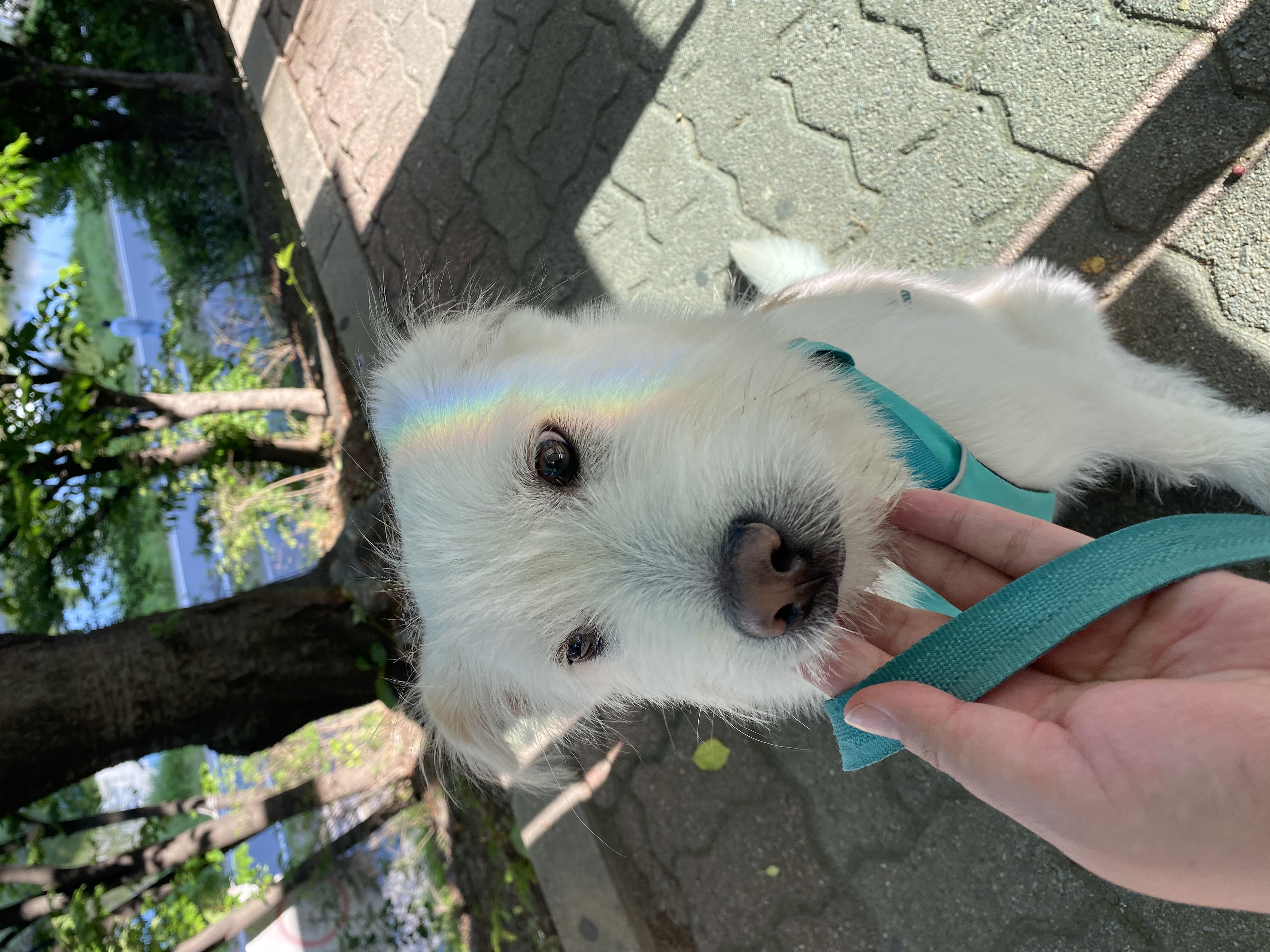 무쵸한테 무쵸버린지 세달째