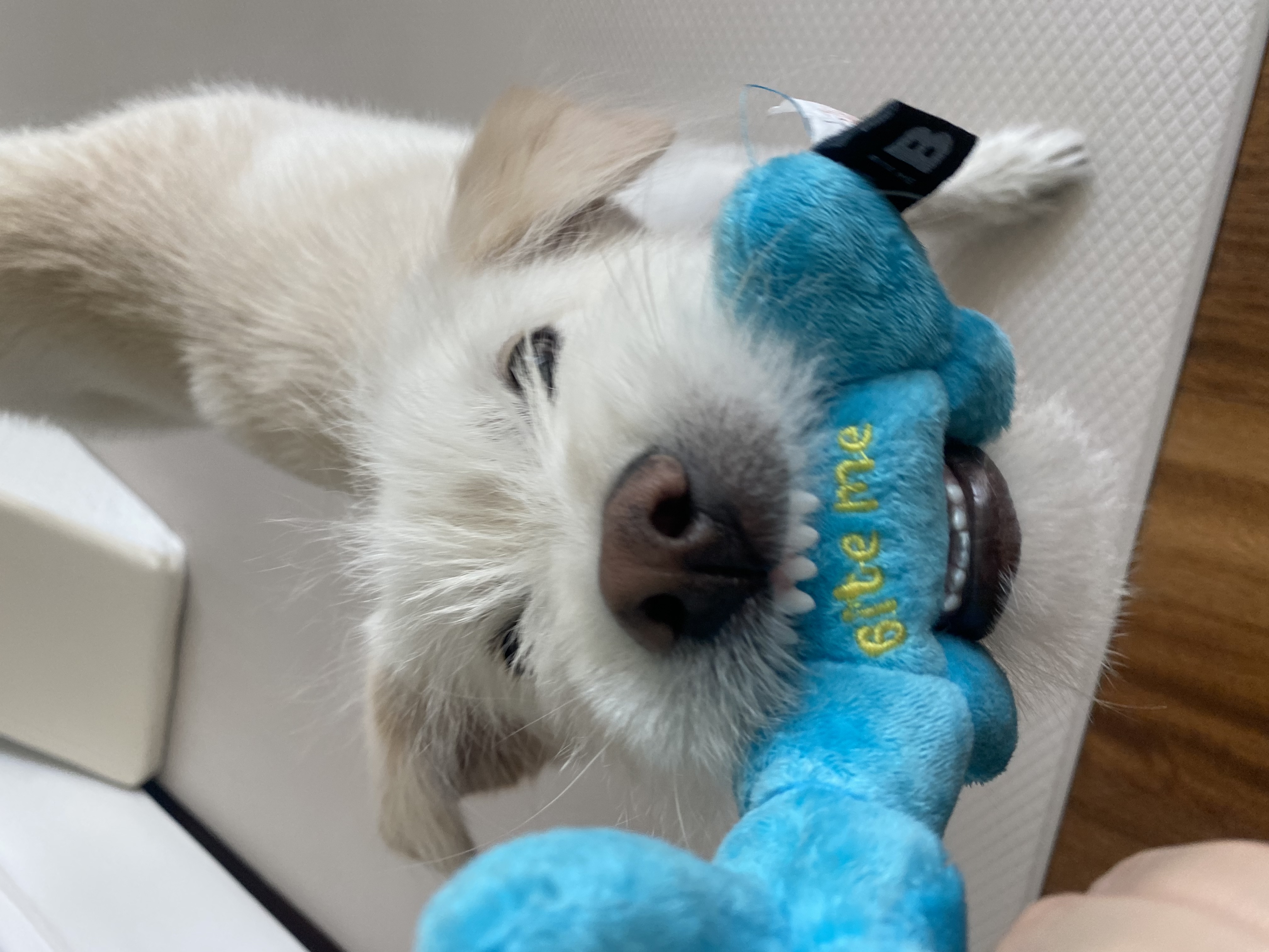 무쵸한테 무쵸버린지 세달째