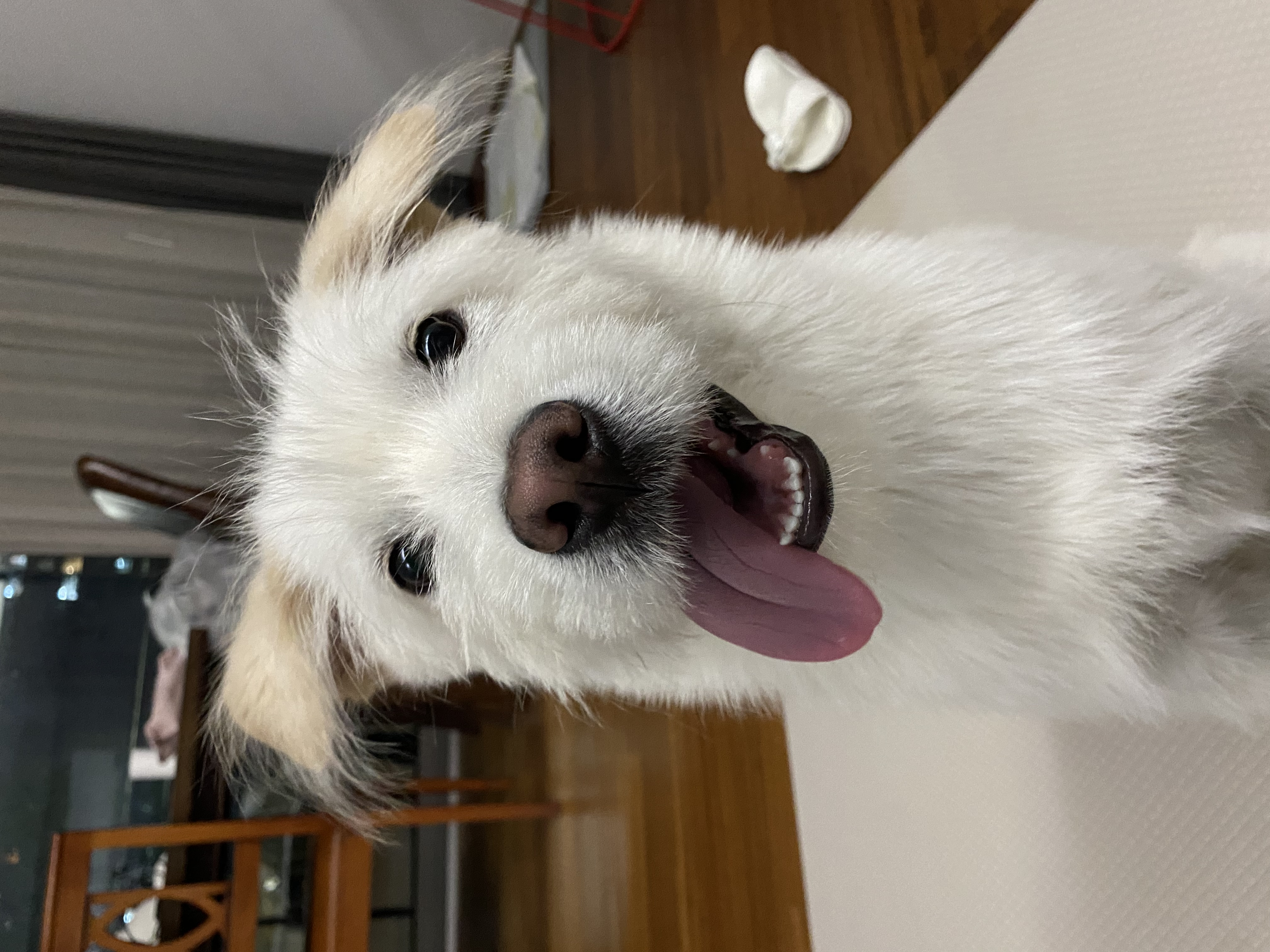 무쵸한테 무쵸버린지 세달째