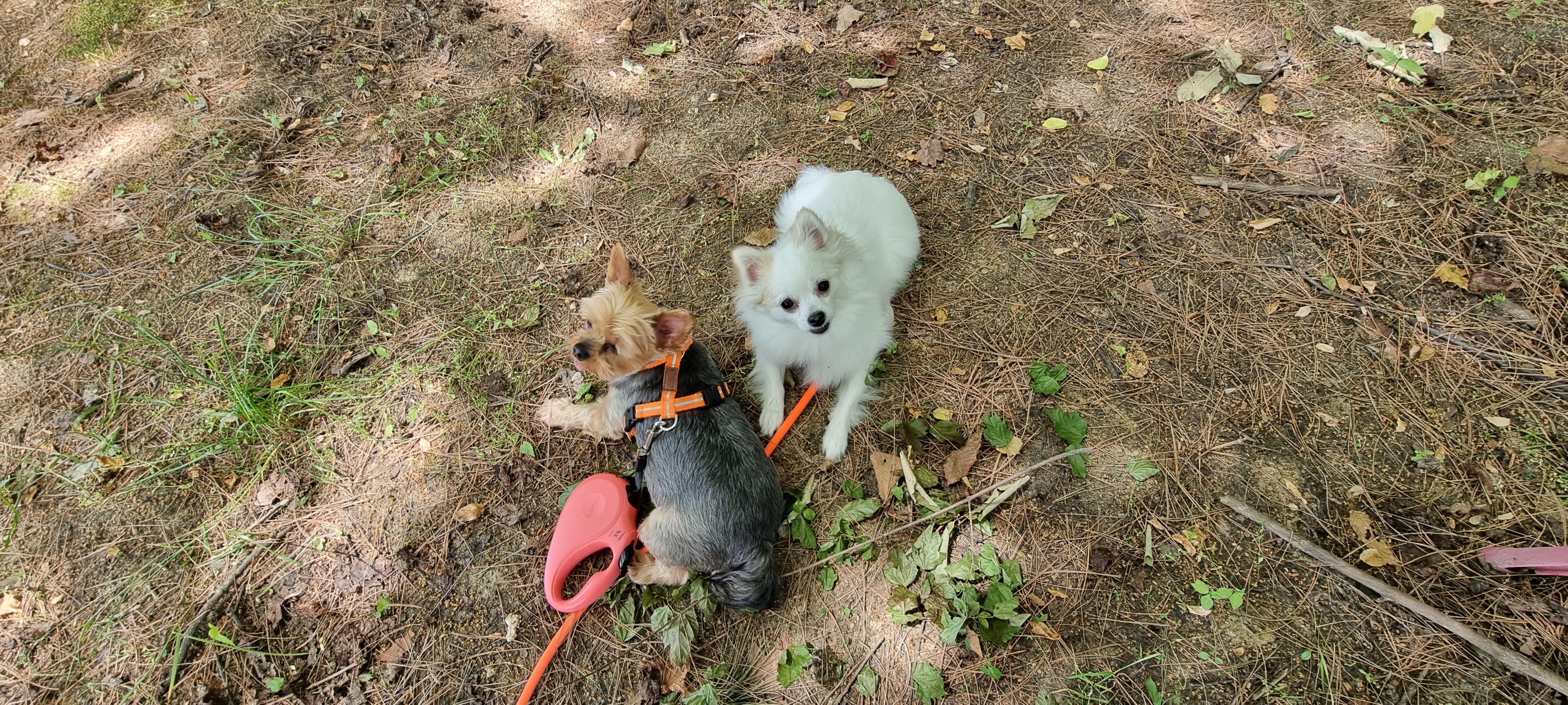 (올리) 저희 집에 온 지 9개월 됐네요.